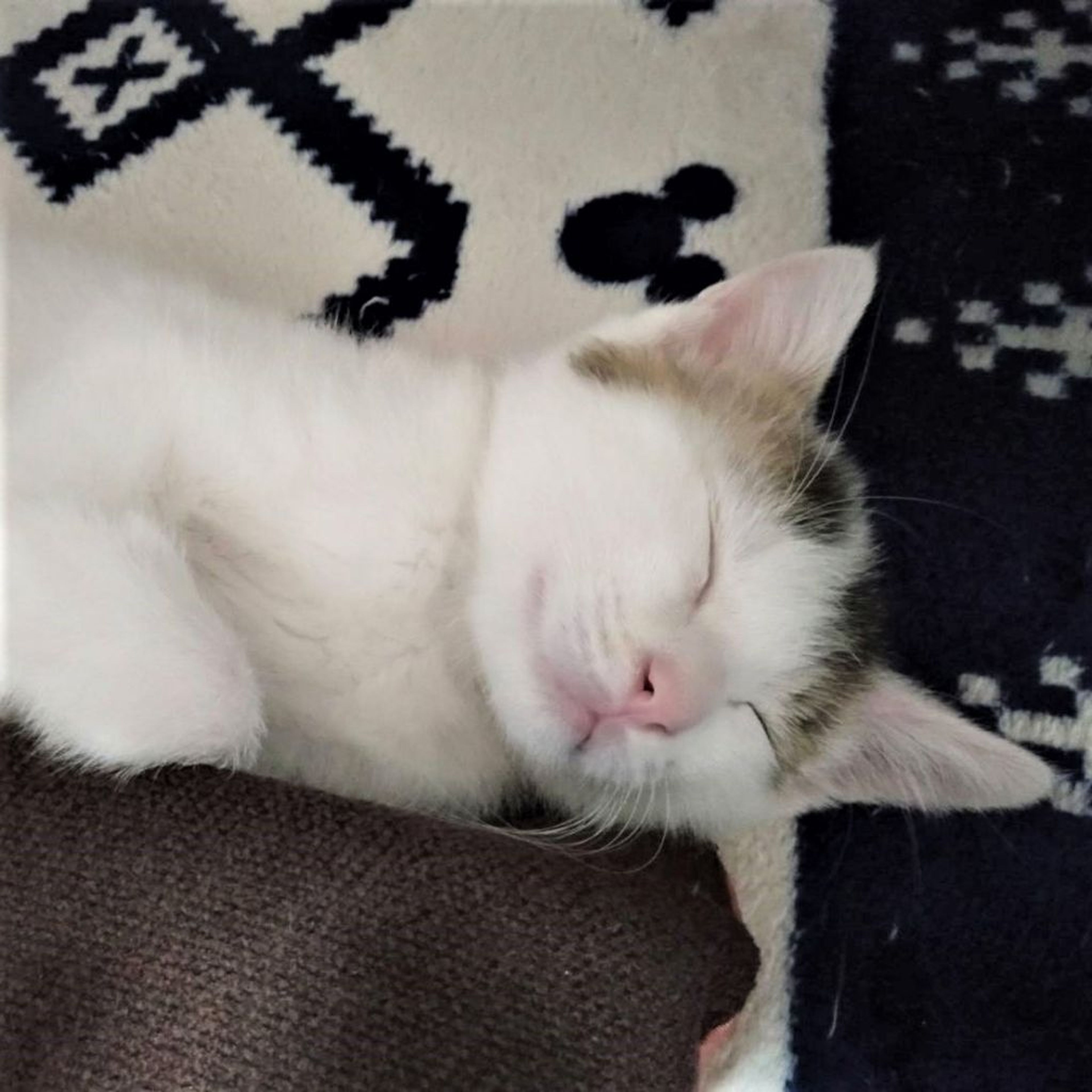 pet-image-10