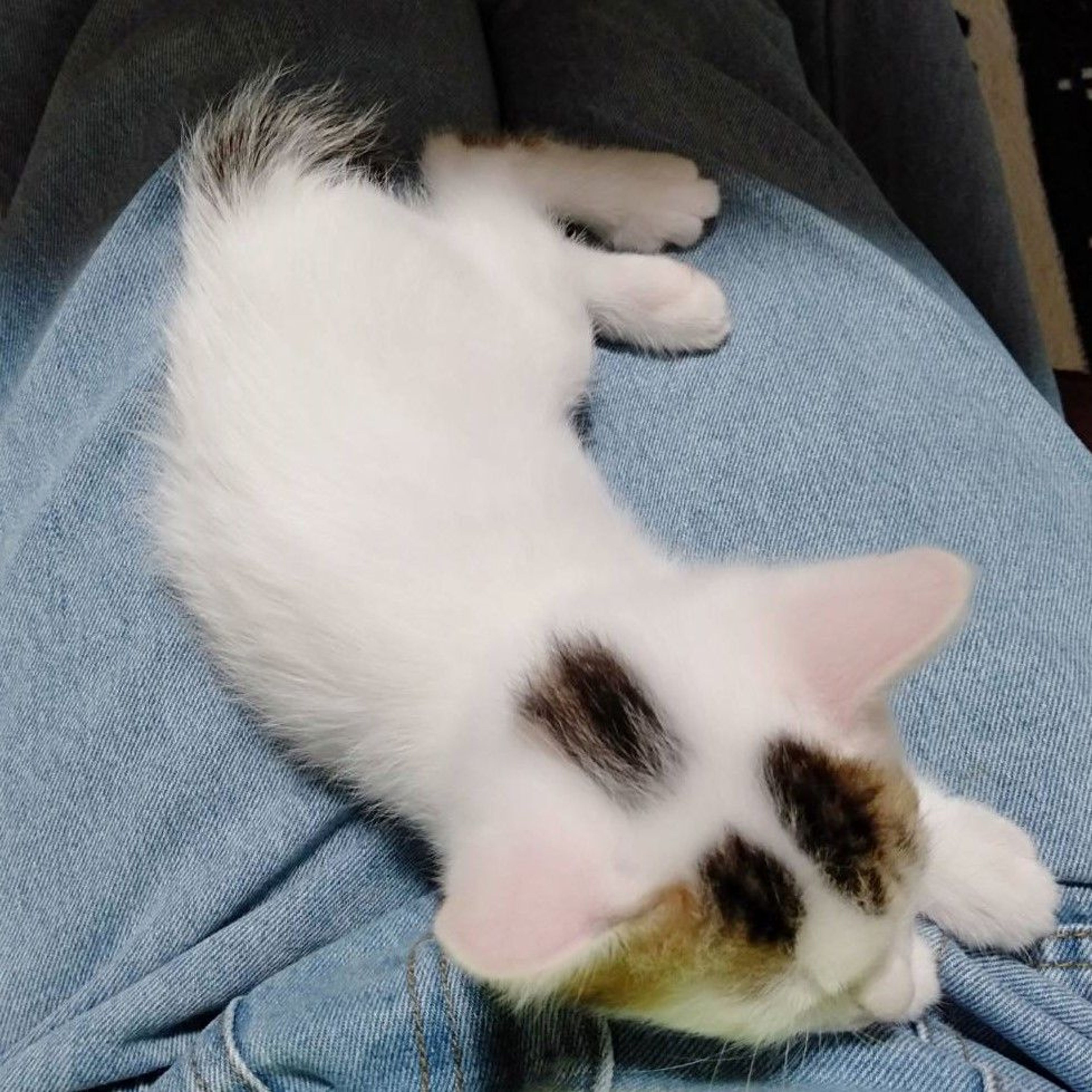 pet-image-2