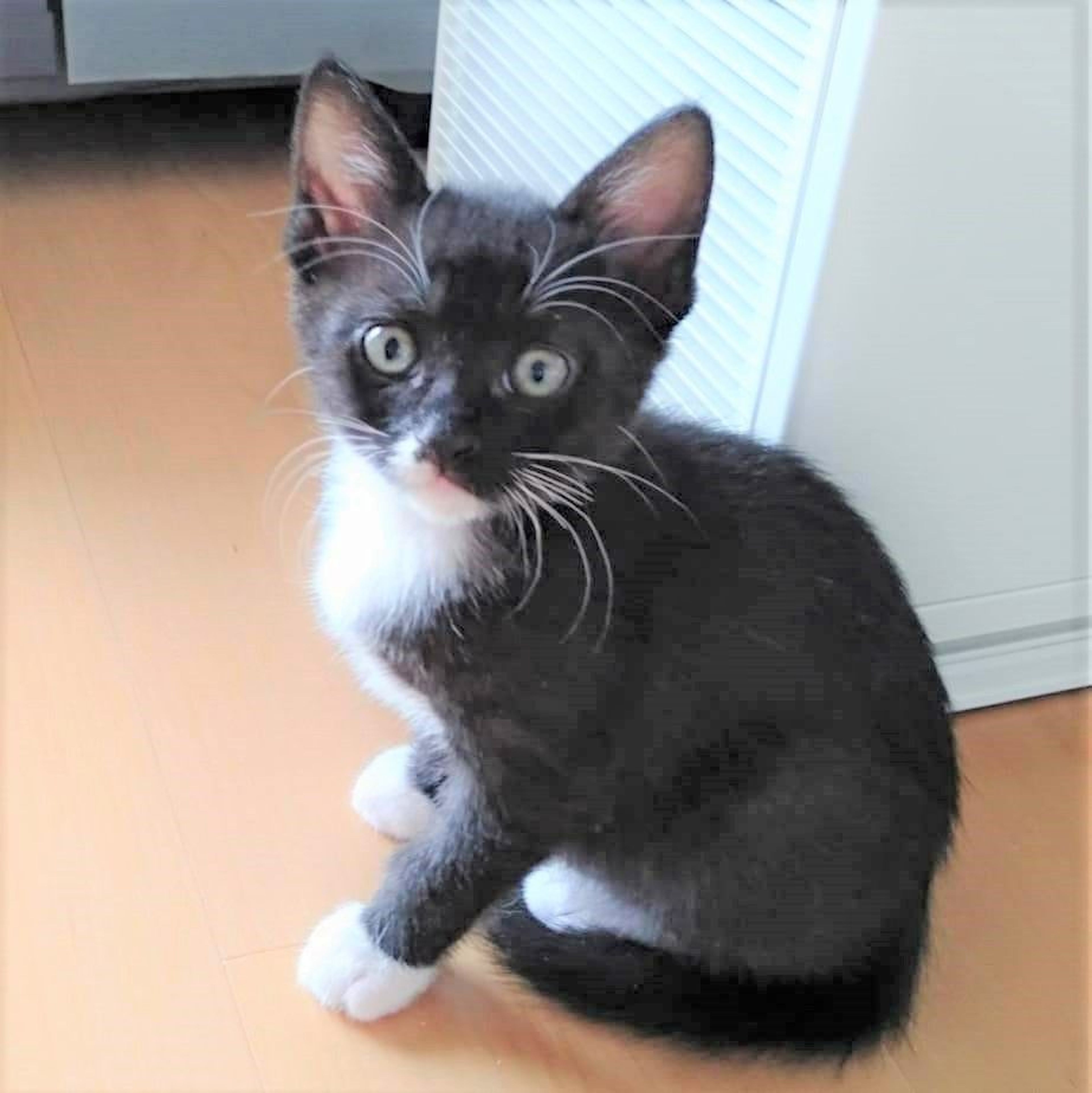 pet-image-3