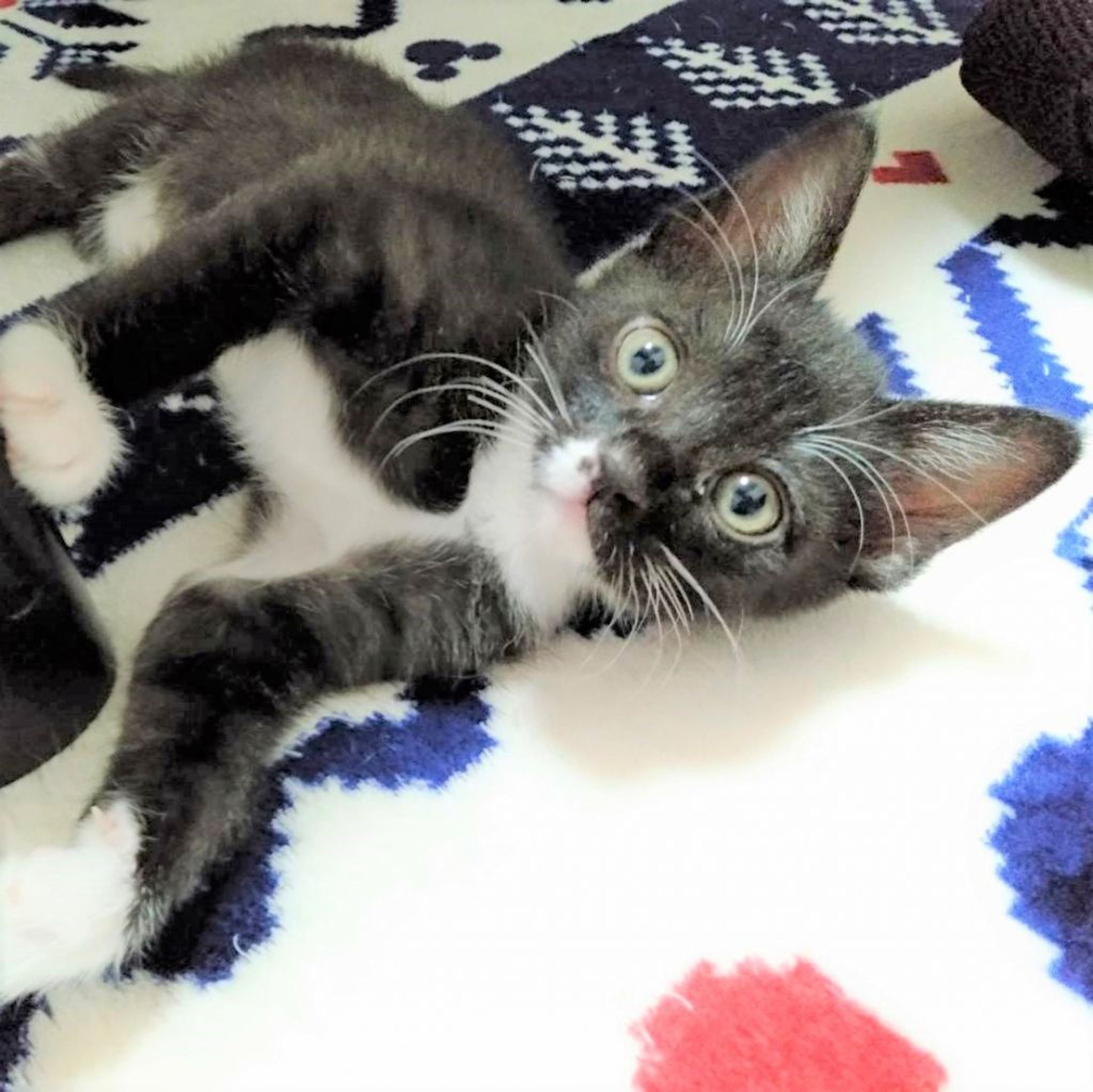 pet-image-7