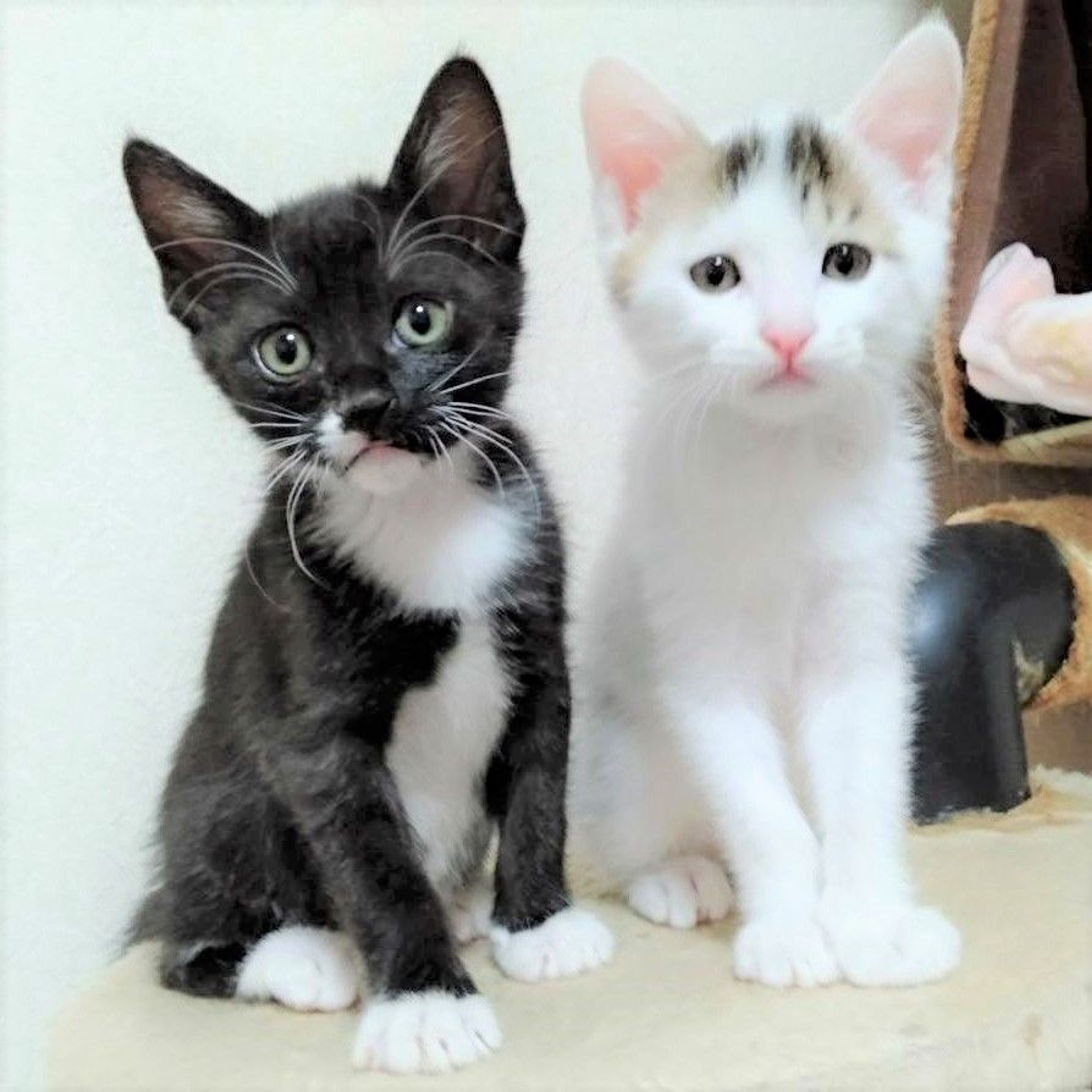 pet-image-8
