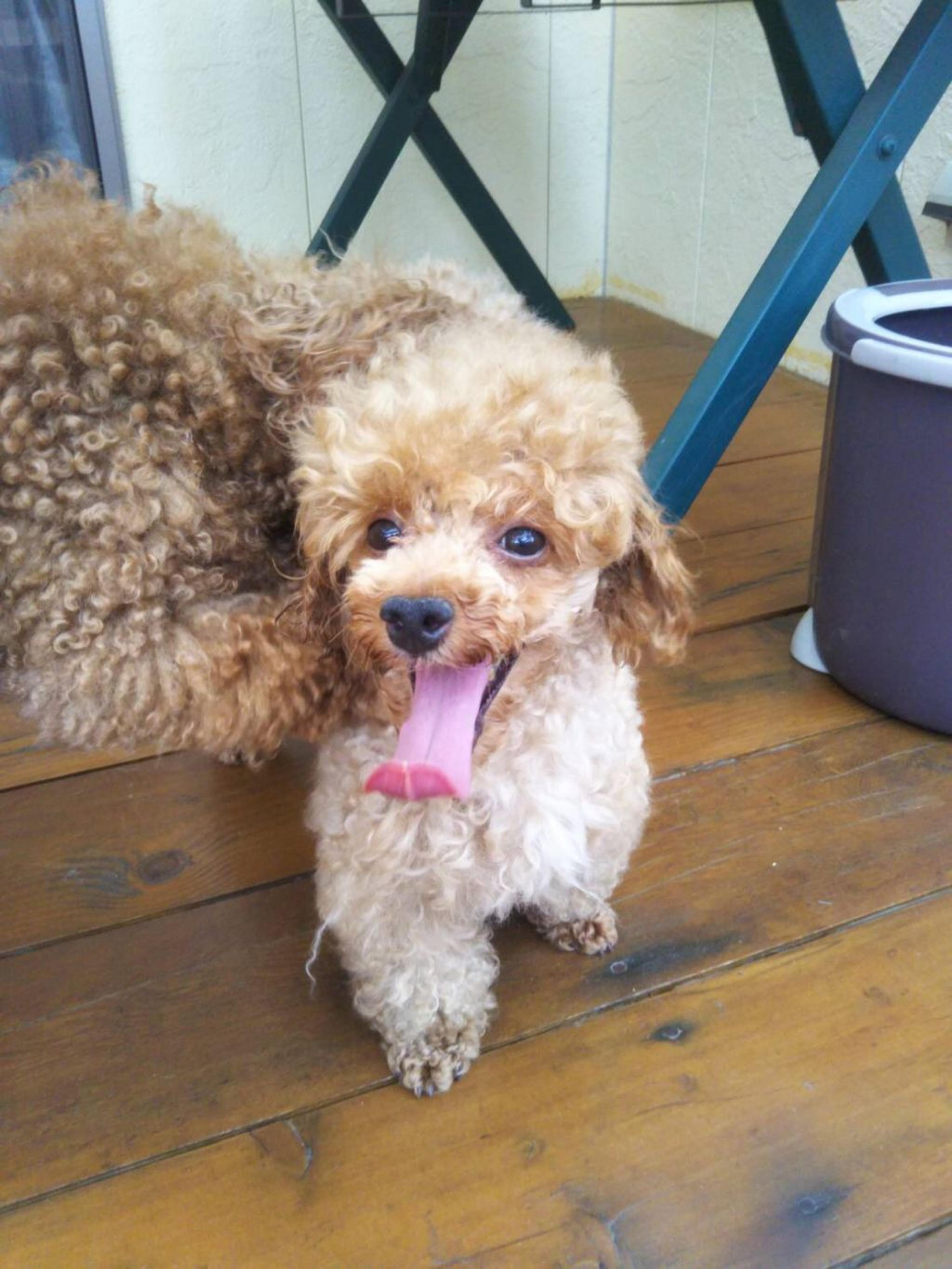 pet-image-2