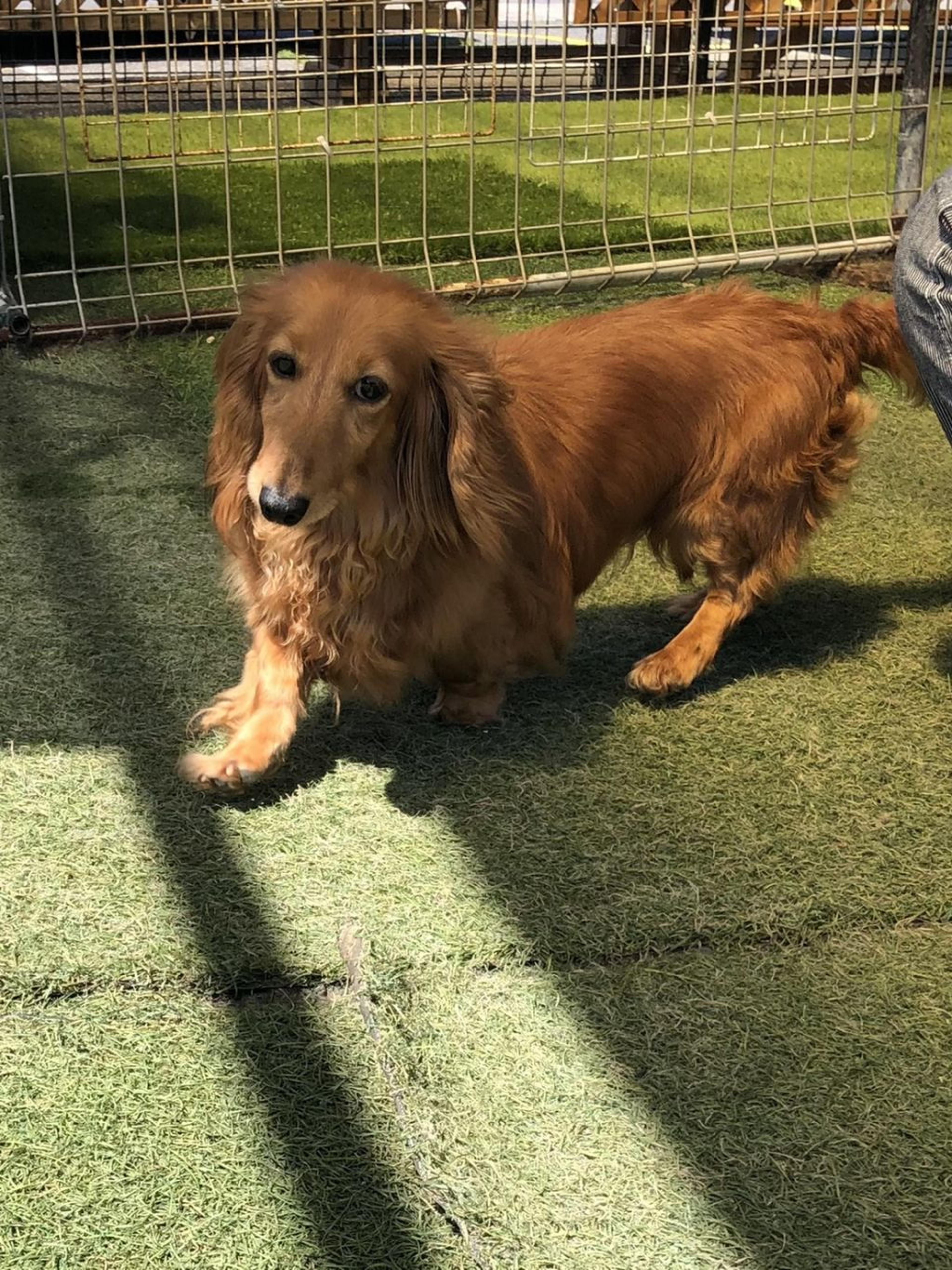 pet-image-2