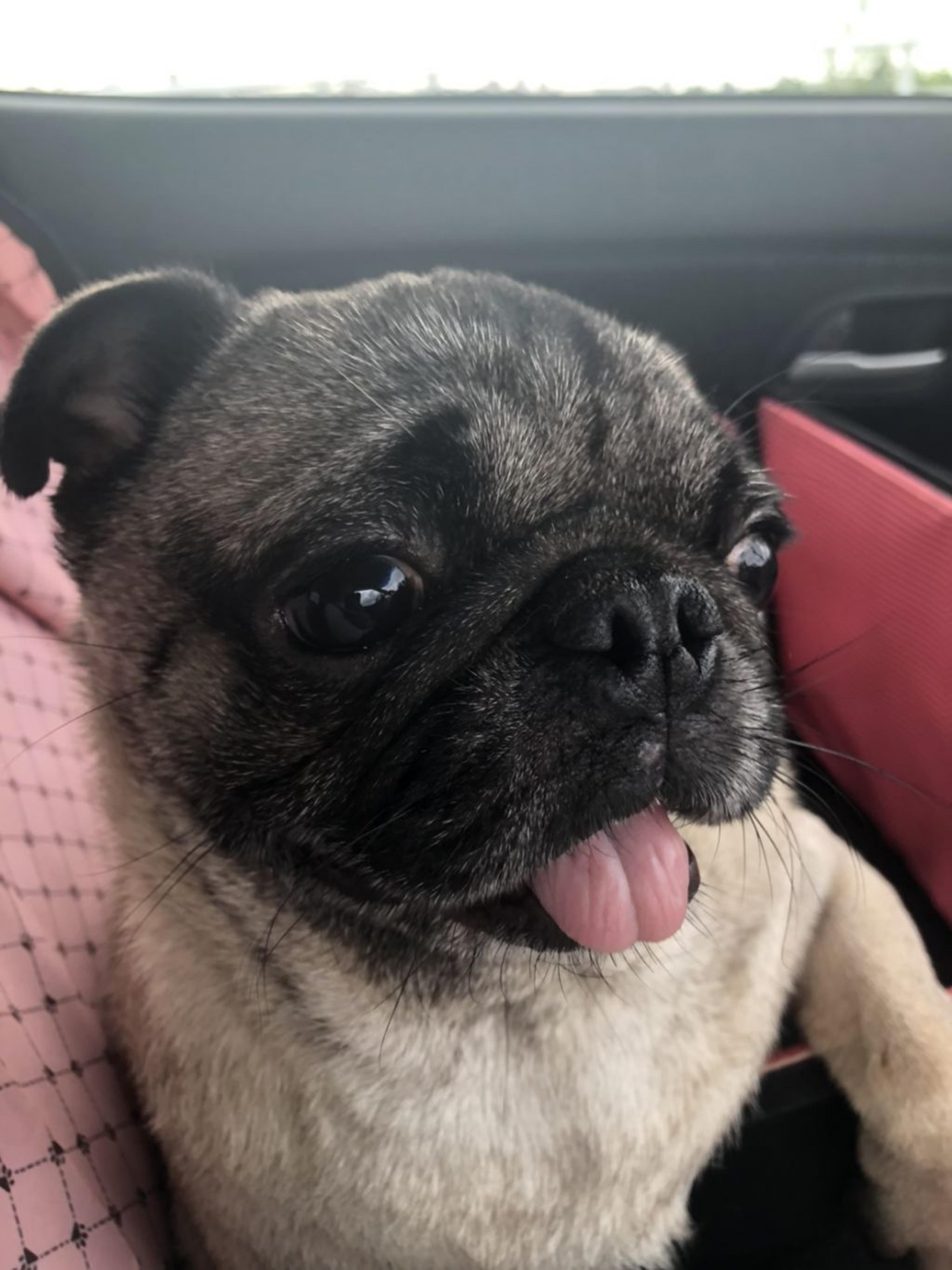 pet-image-2
