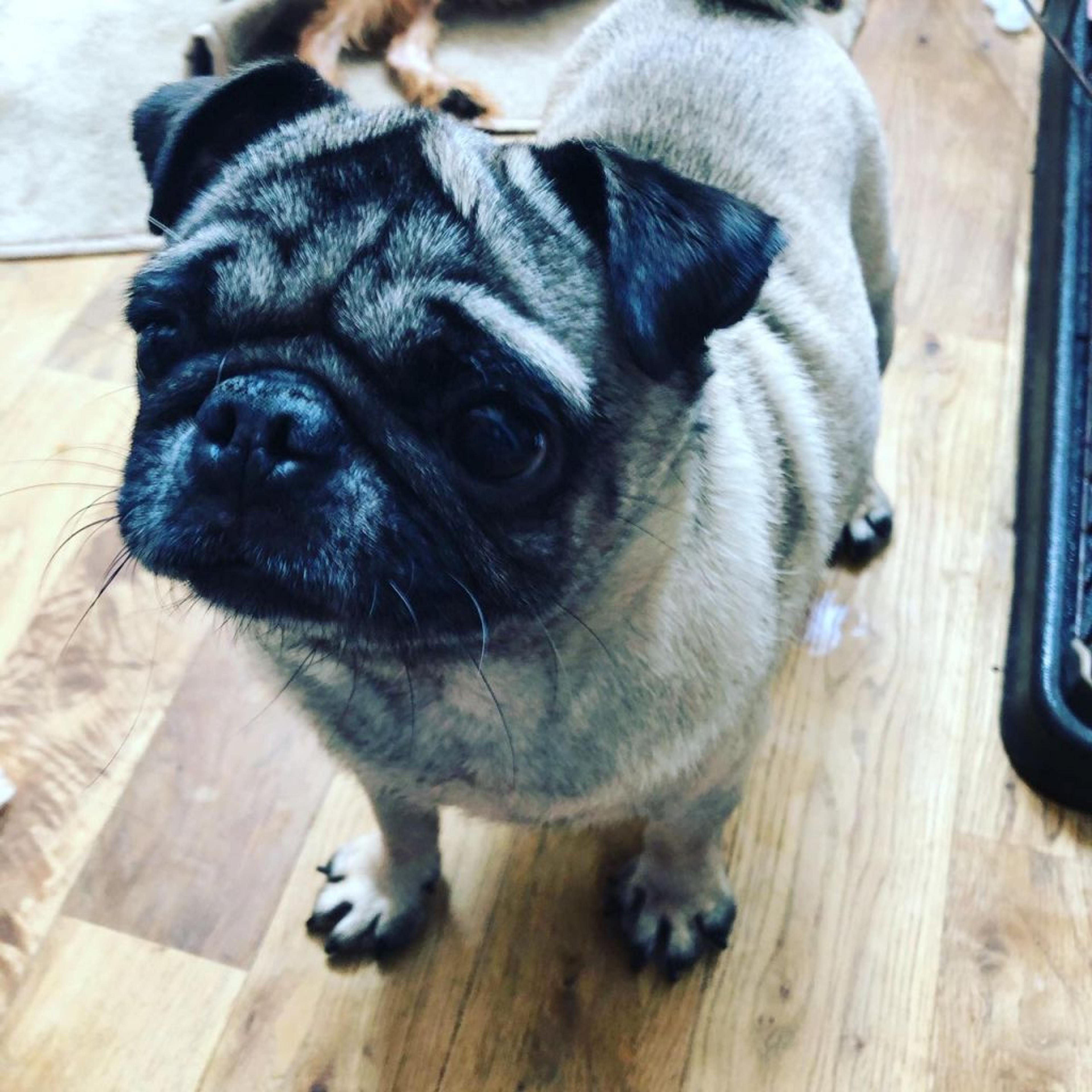 pet-image-3