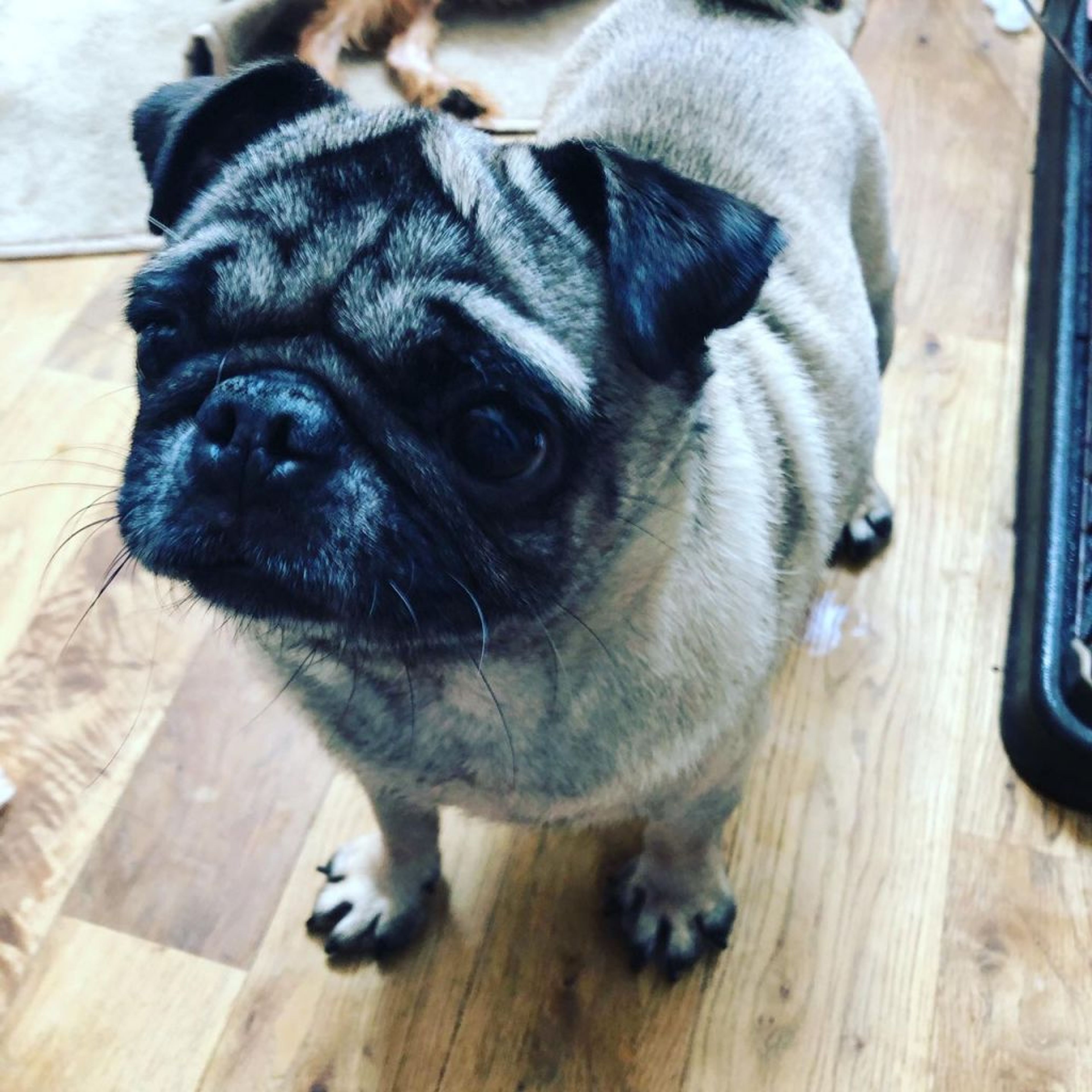 pet-image-3