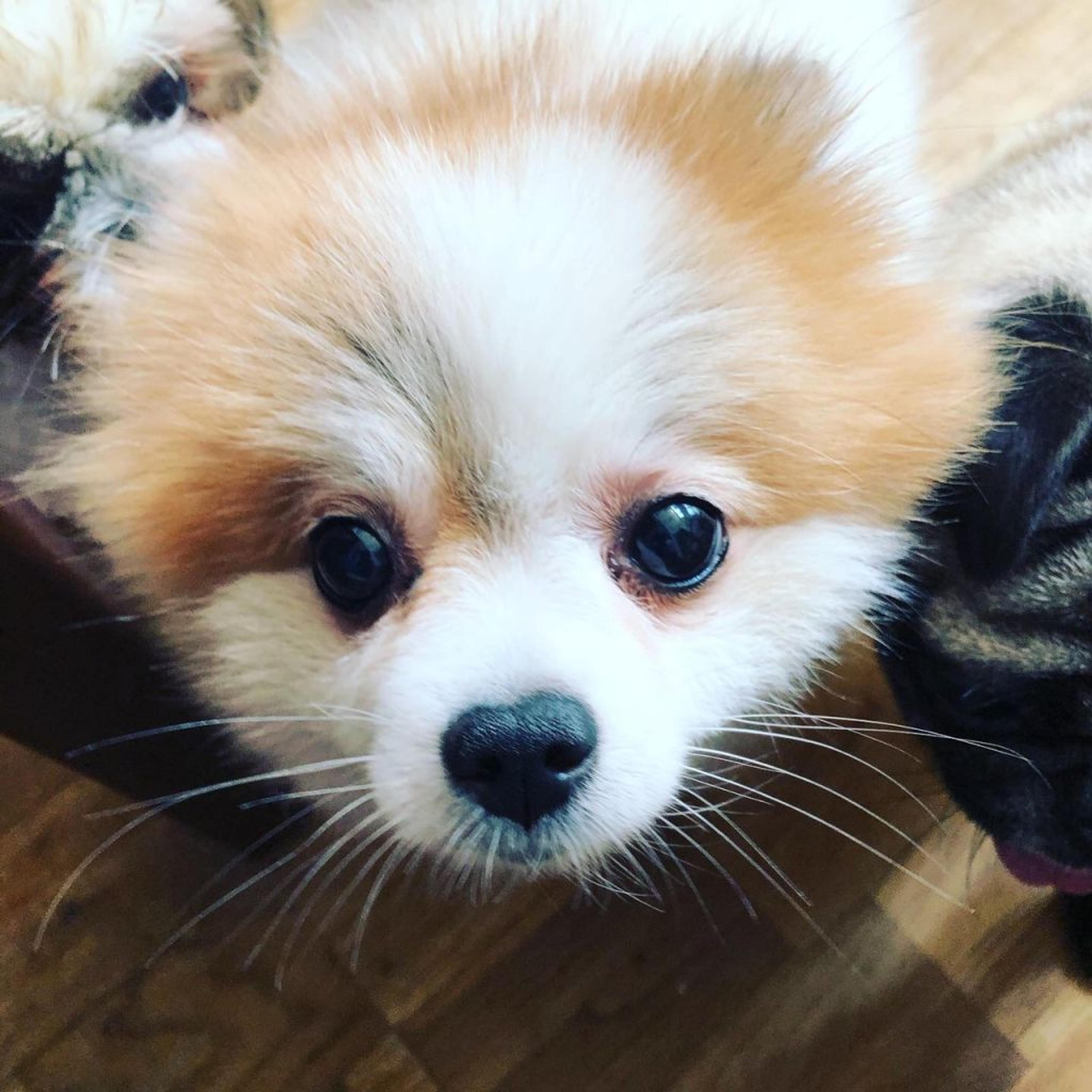 pet-image-2