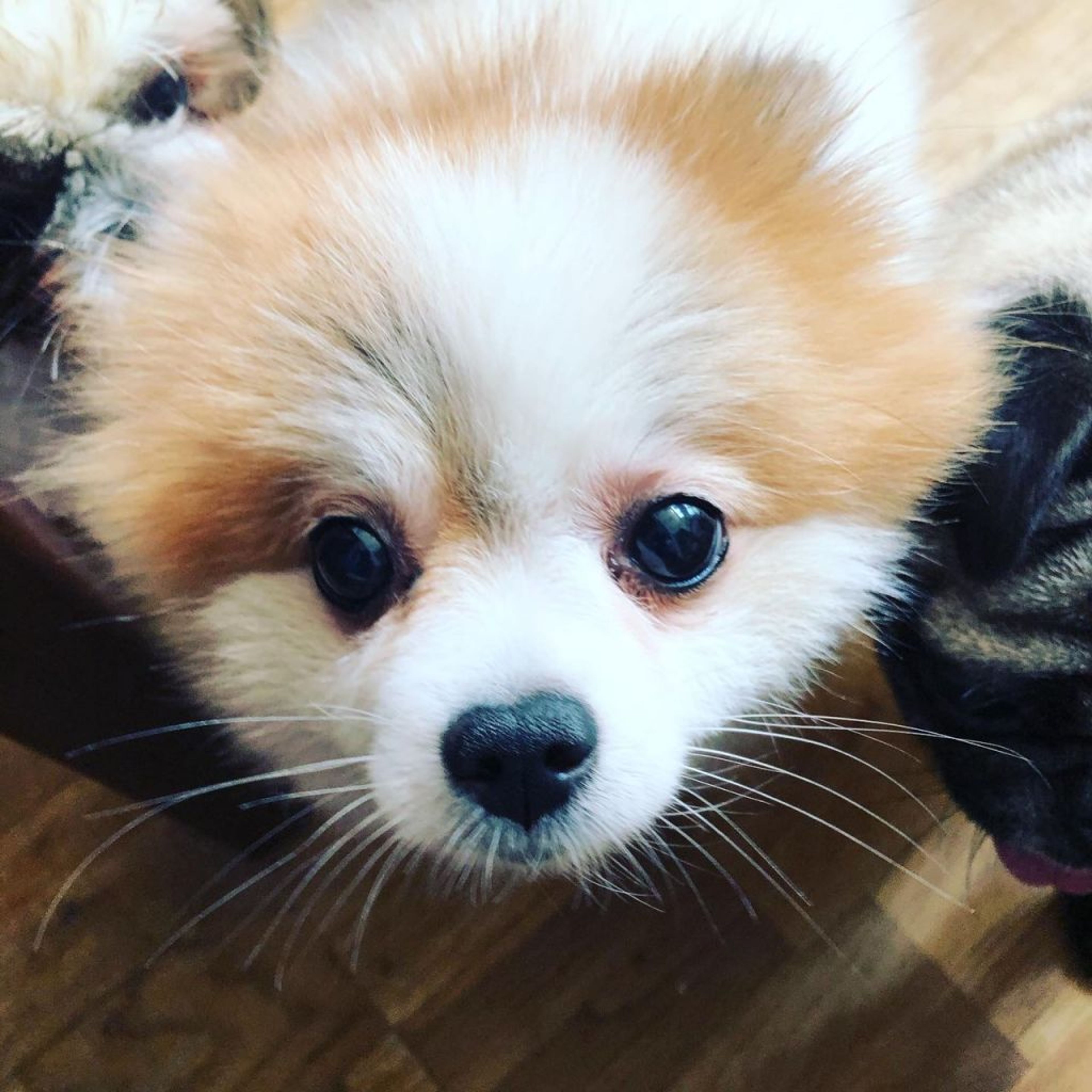 pet-image-2