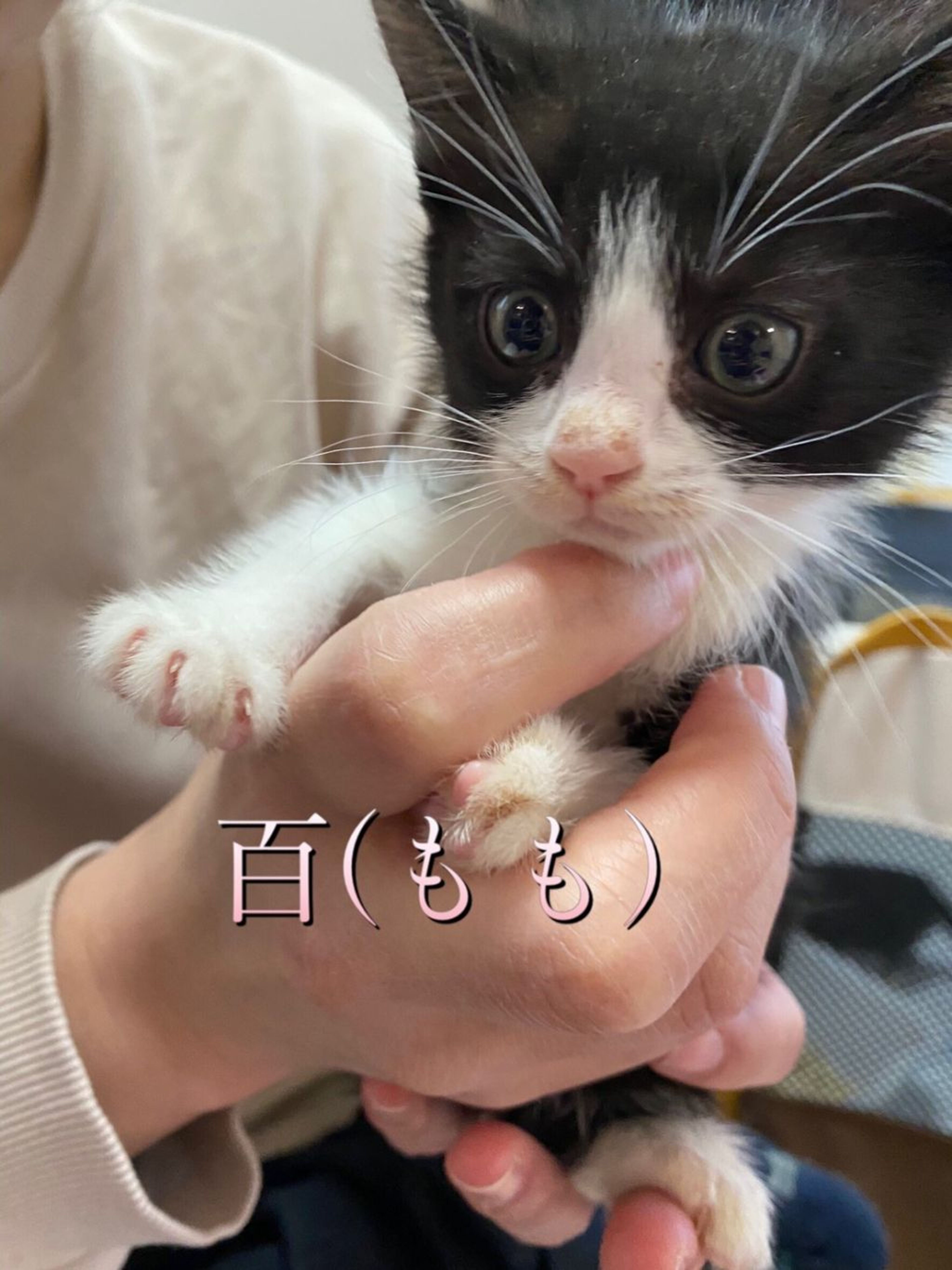 雑種（ミックス猫）・メスの里親募集の写真