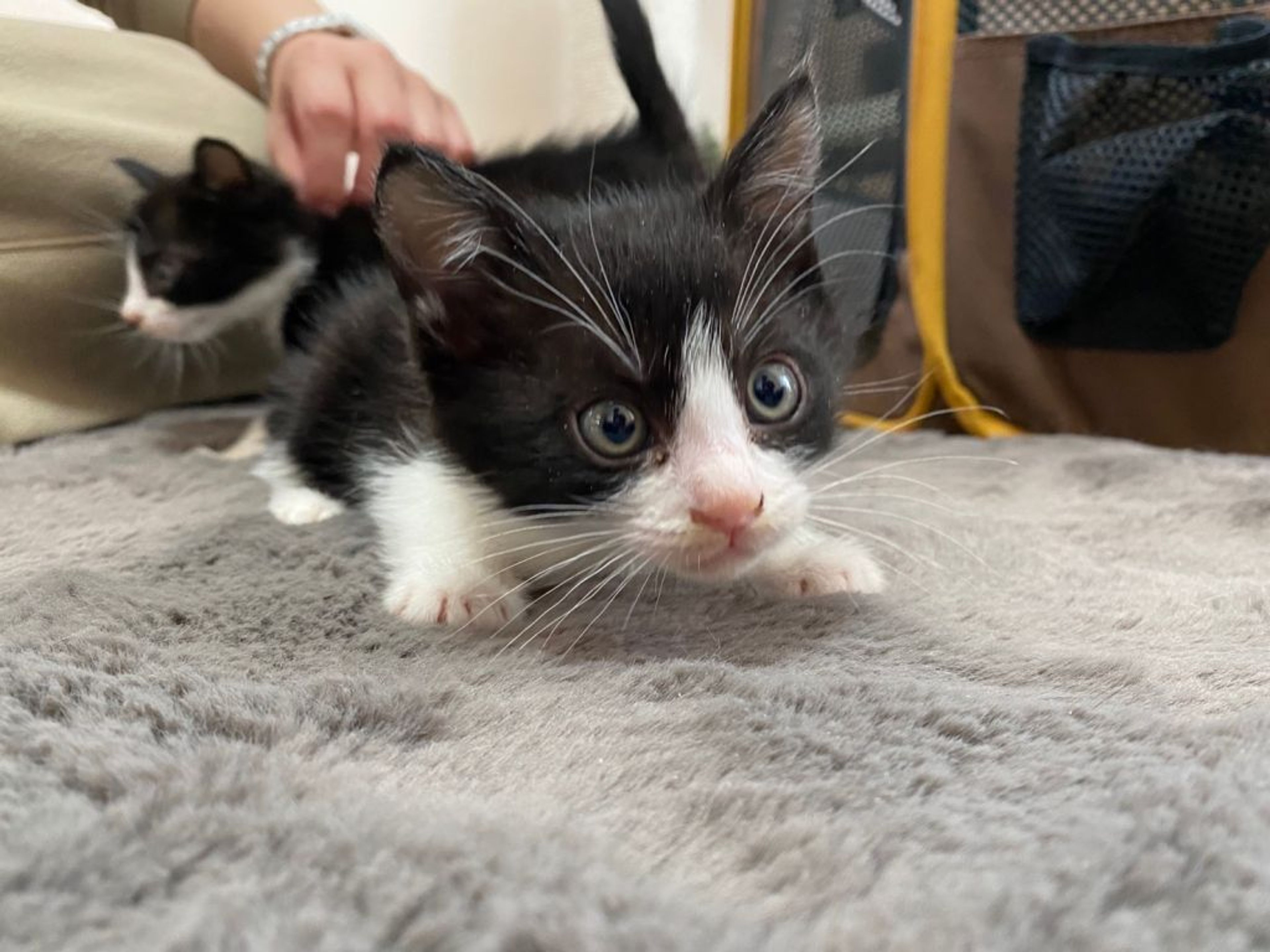 pet-image-2