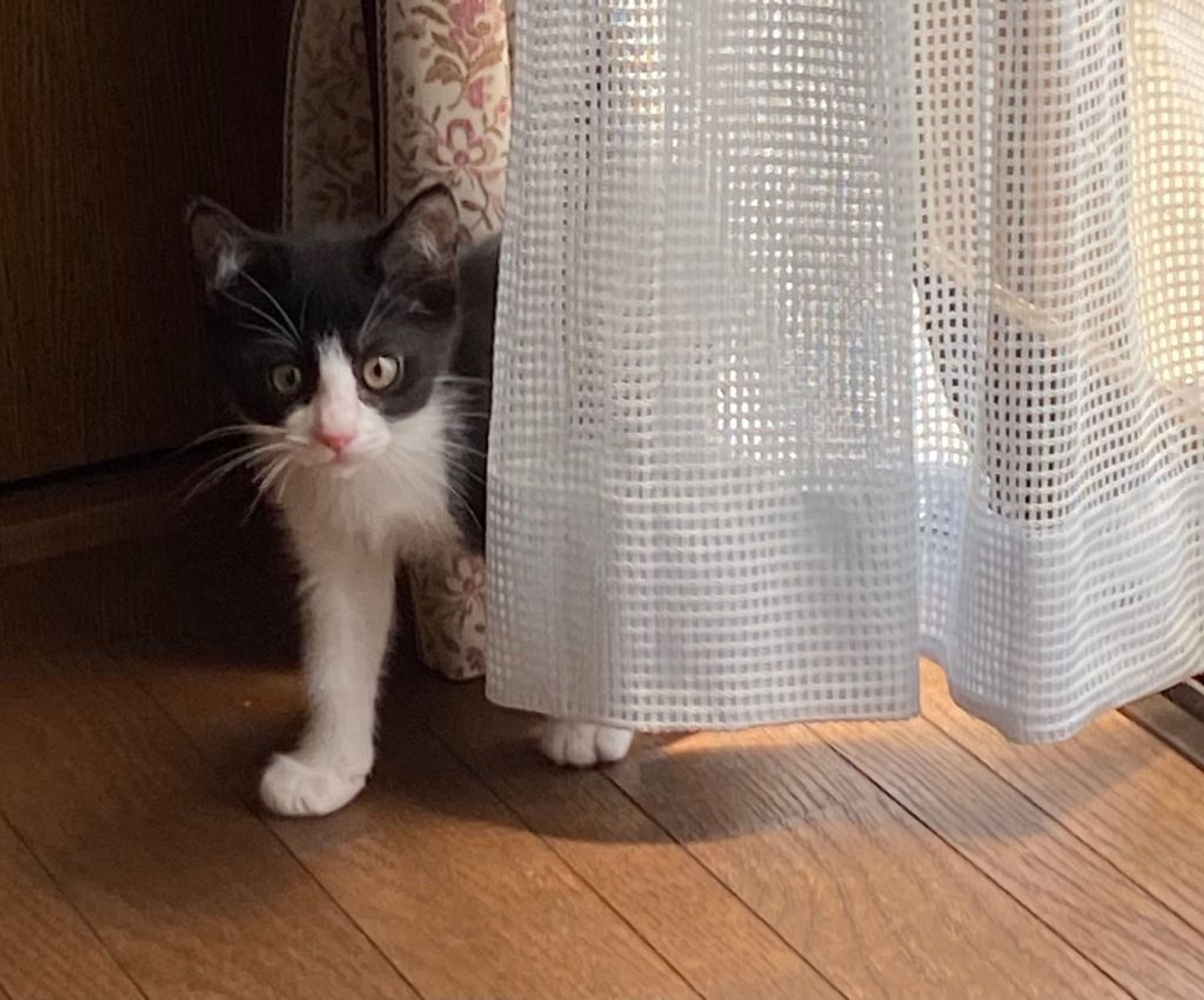 pet-image-3