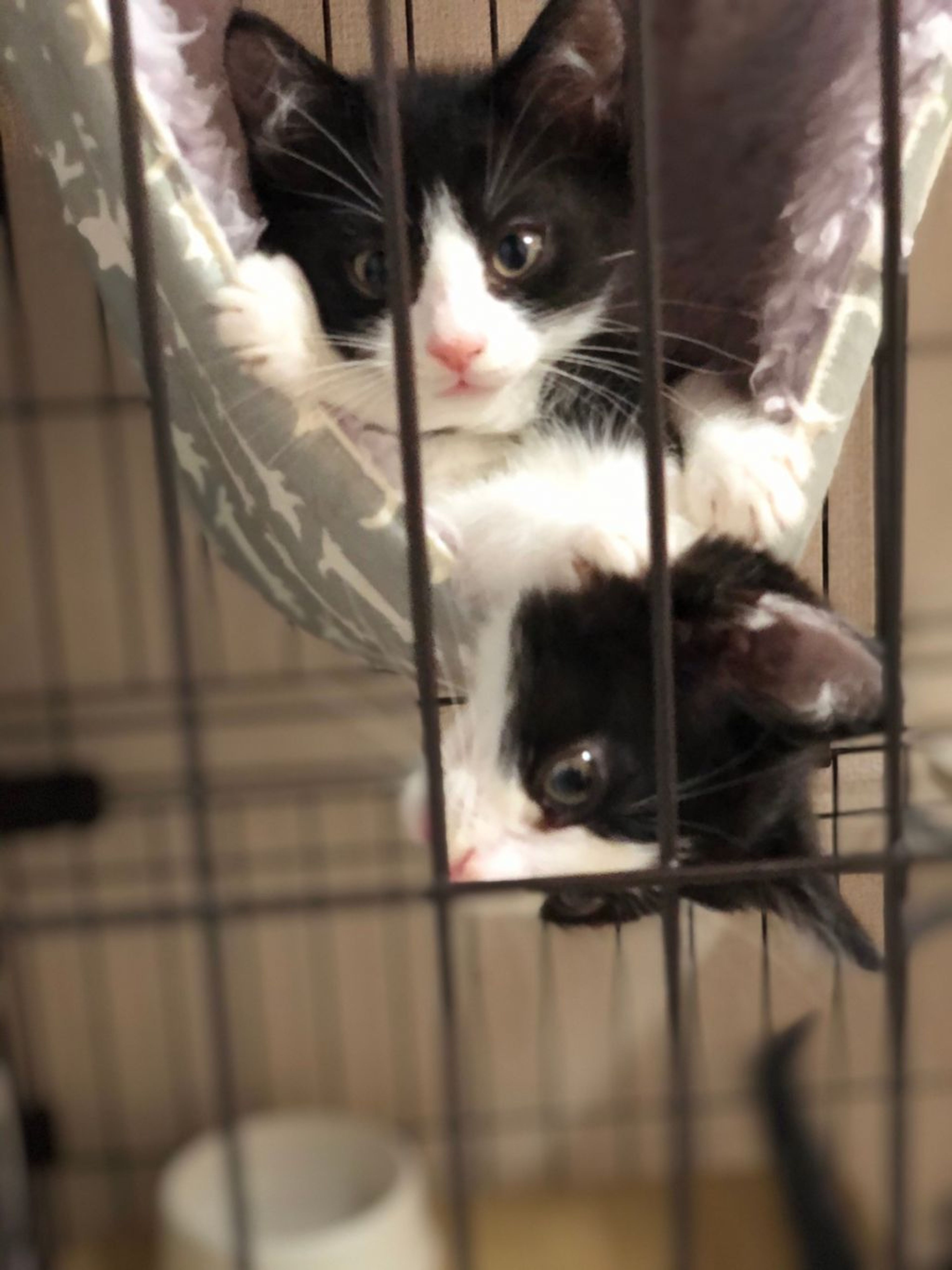 pet-image-4