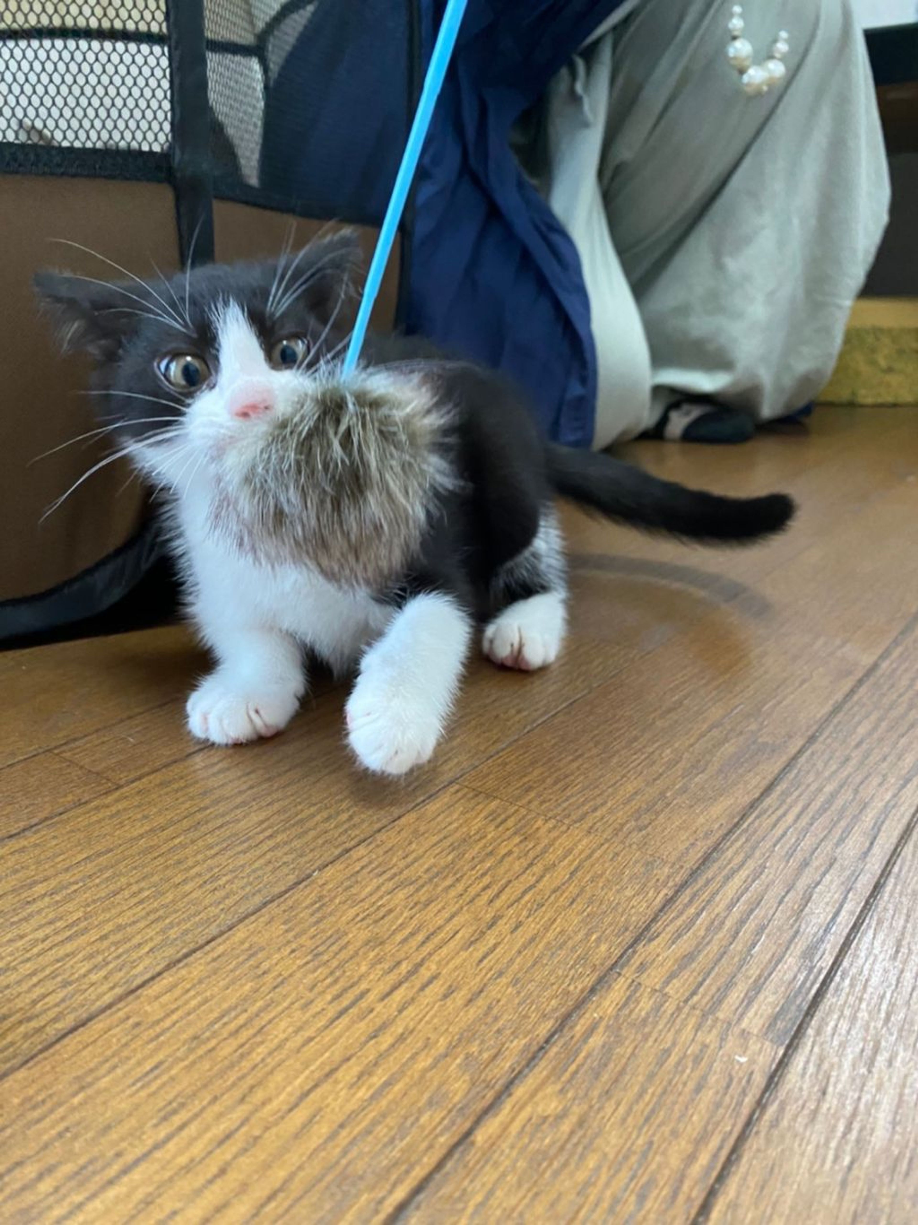 pet-image-6