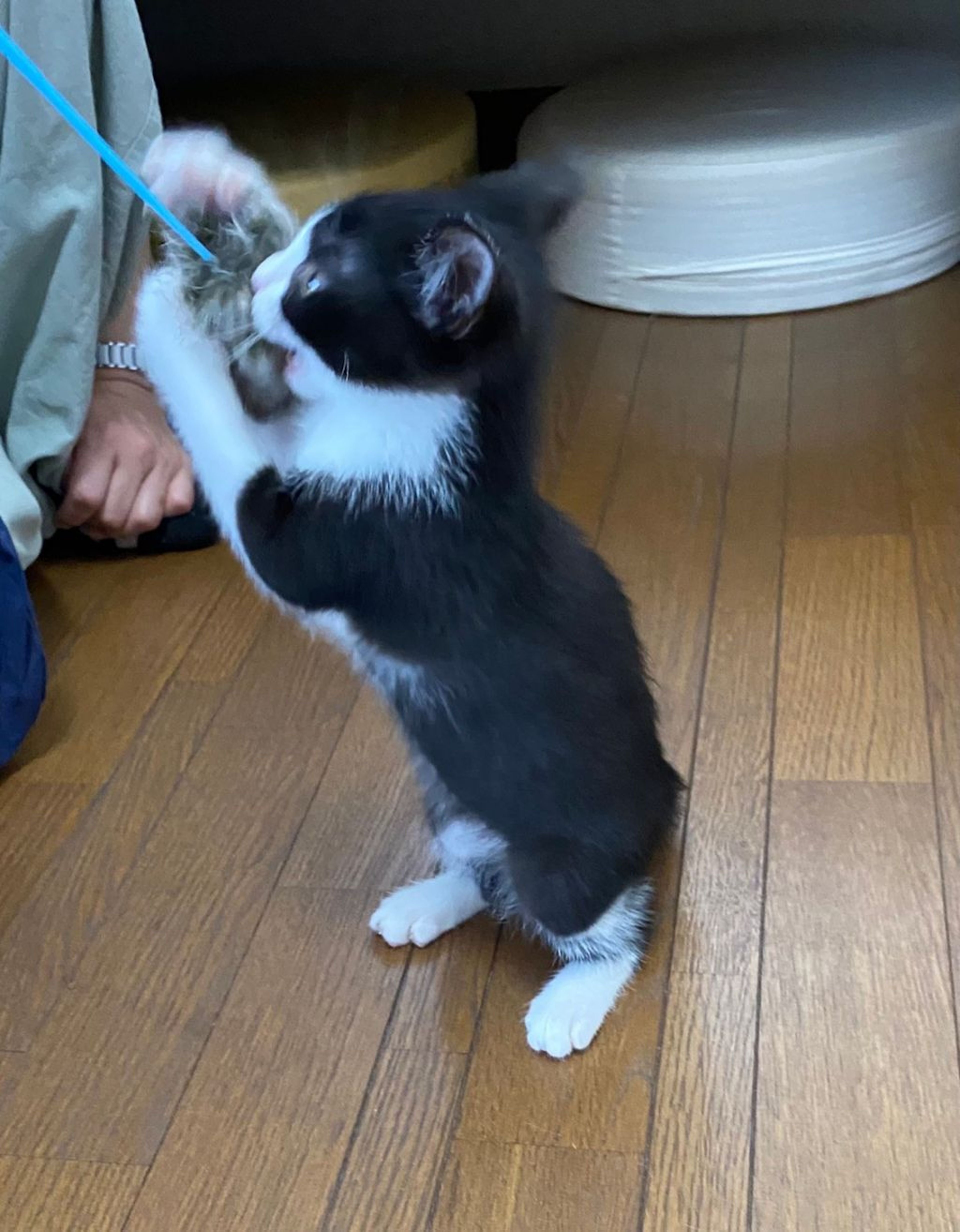pet-image-7
