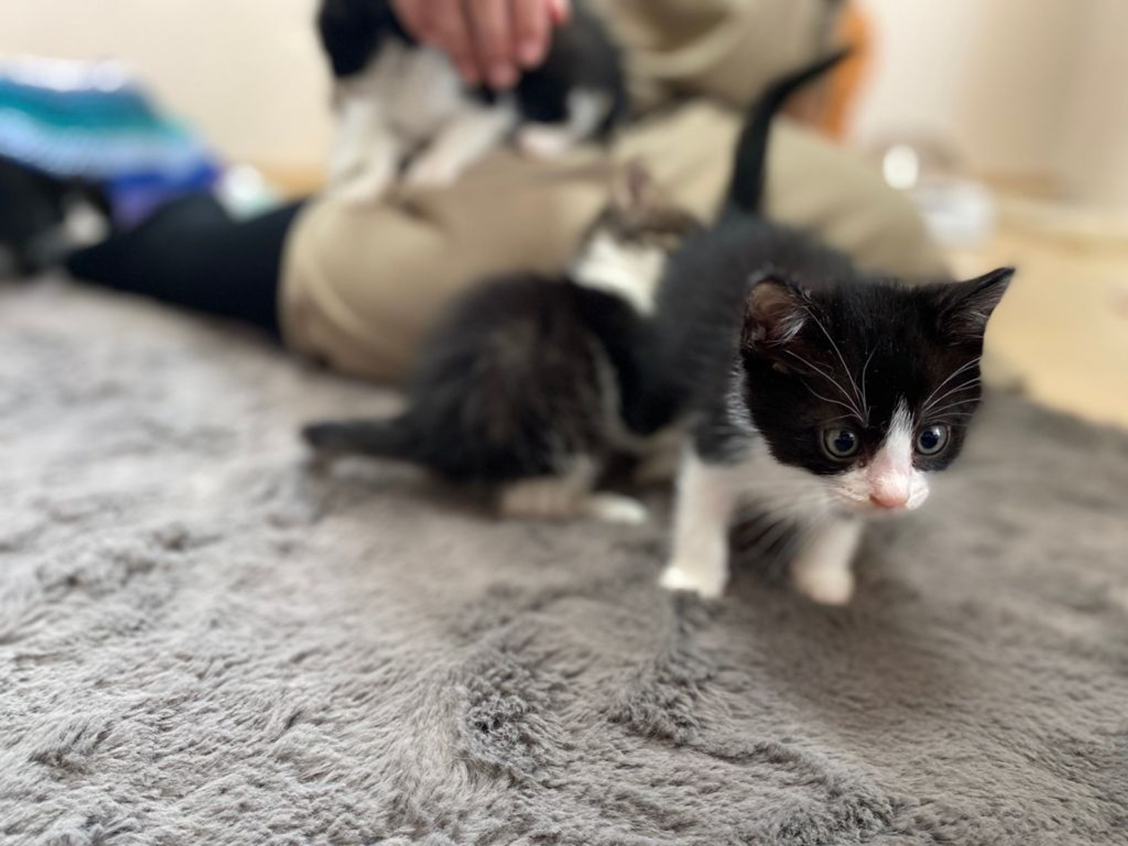 pet-image-8