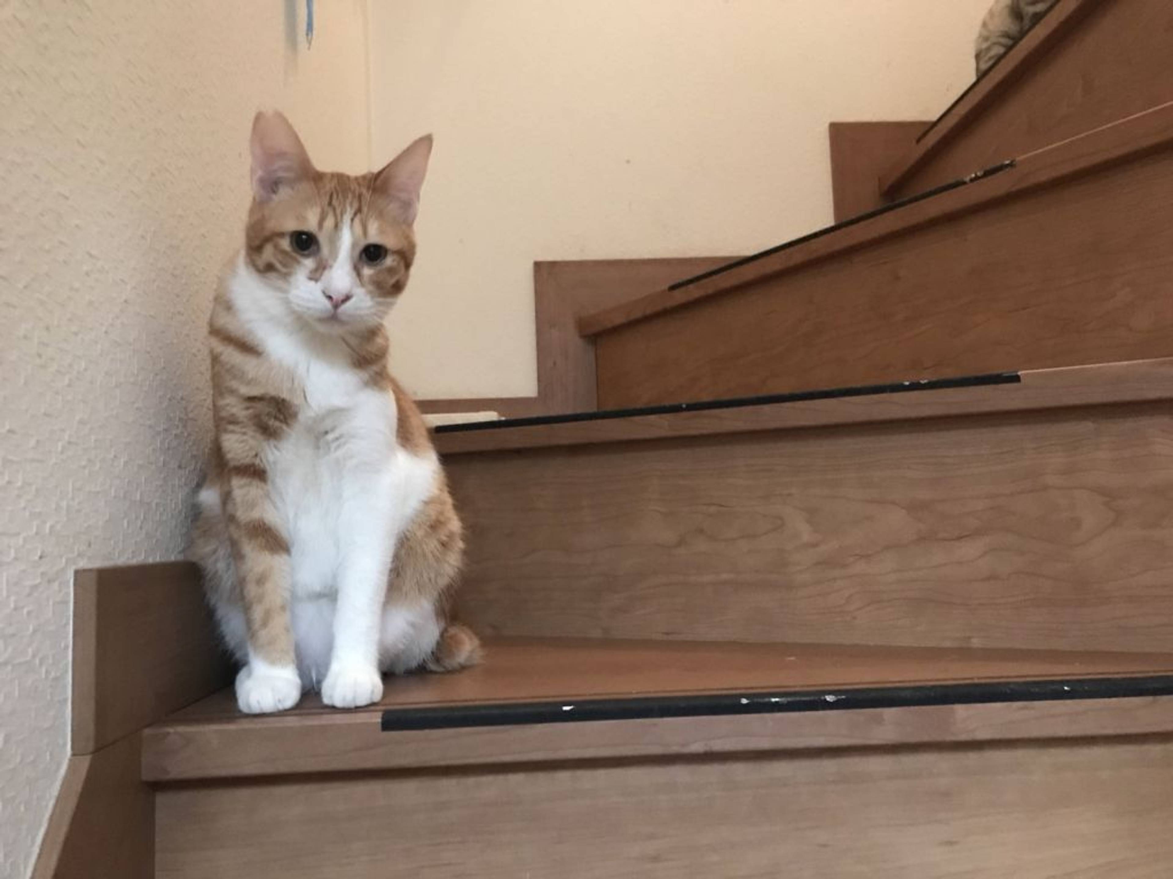 雑種（ミックス猫）・オスの里親募集の写真