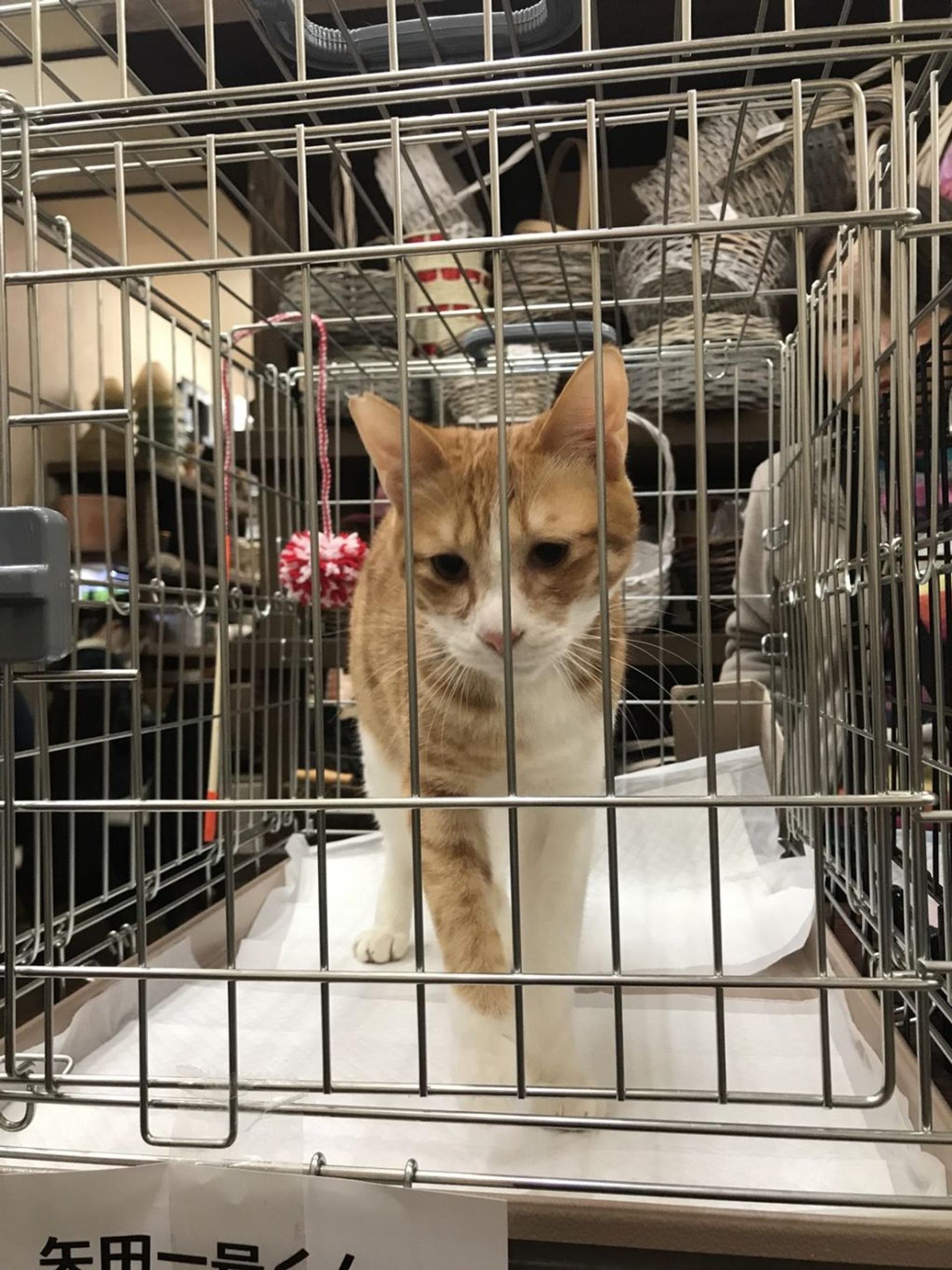 pet-image-2