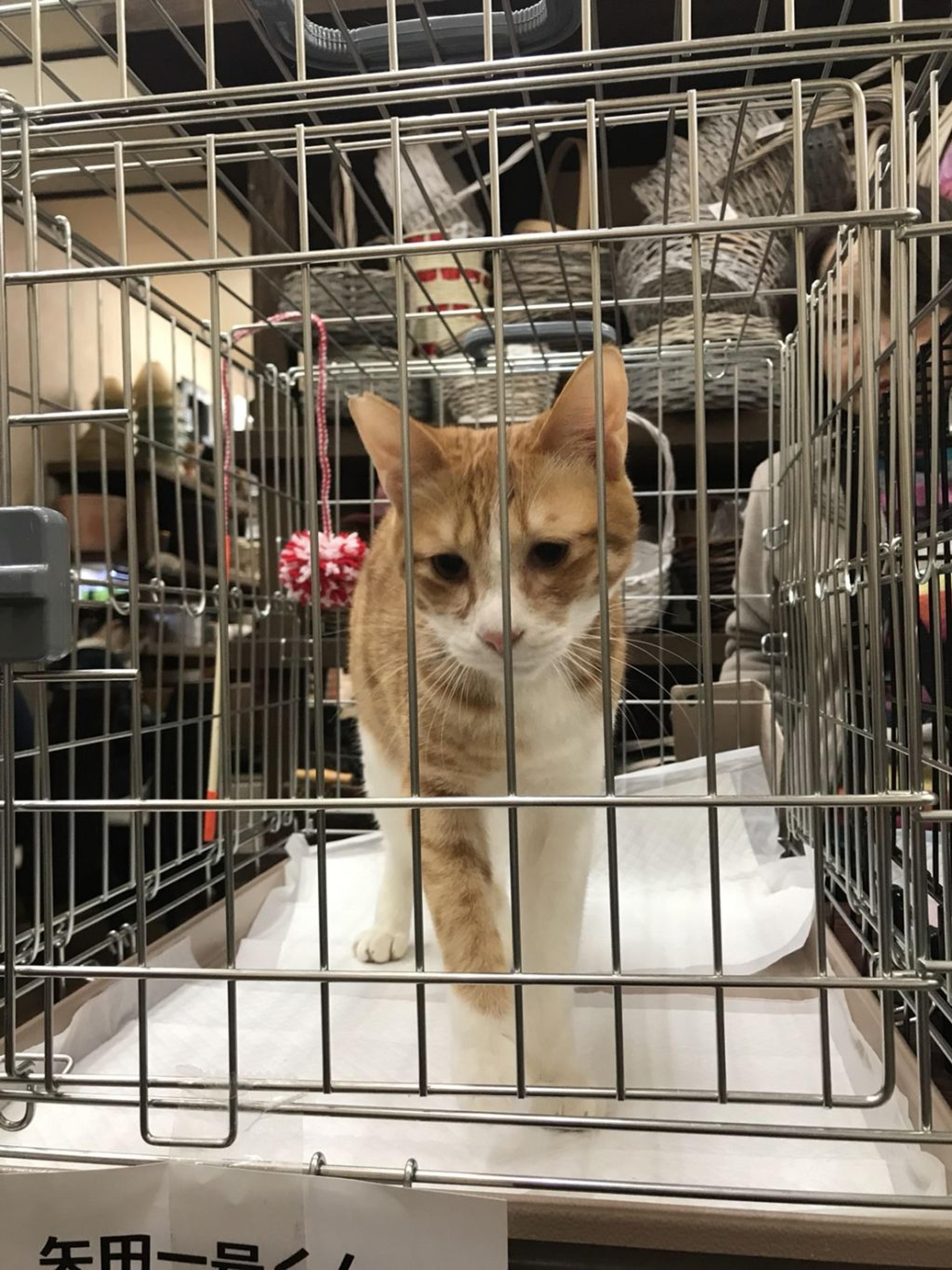 pet-image-2