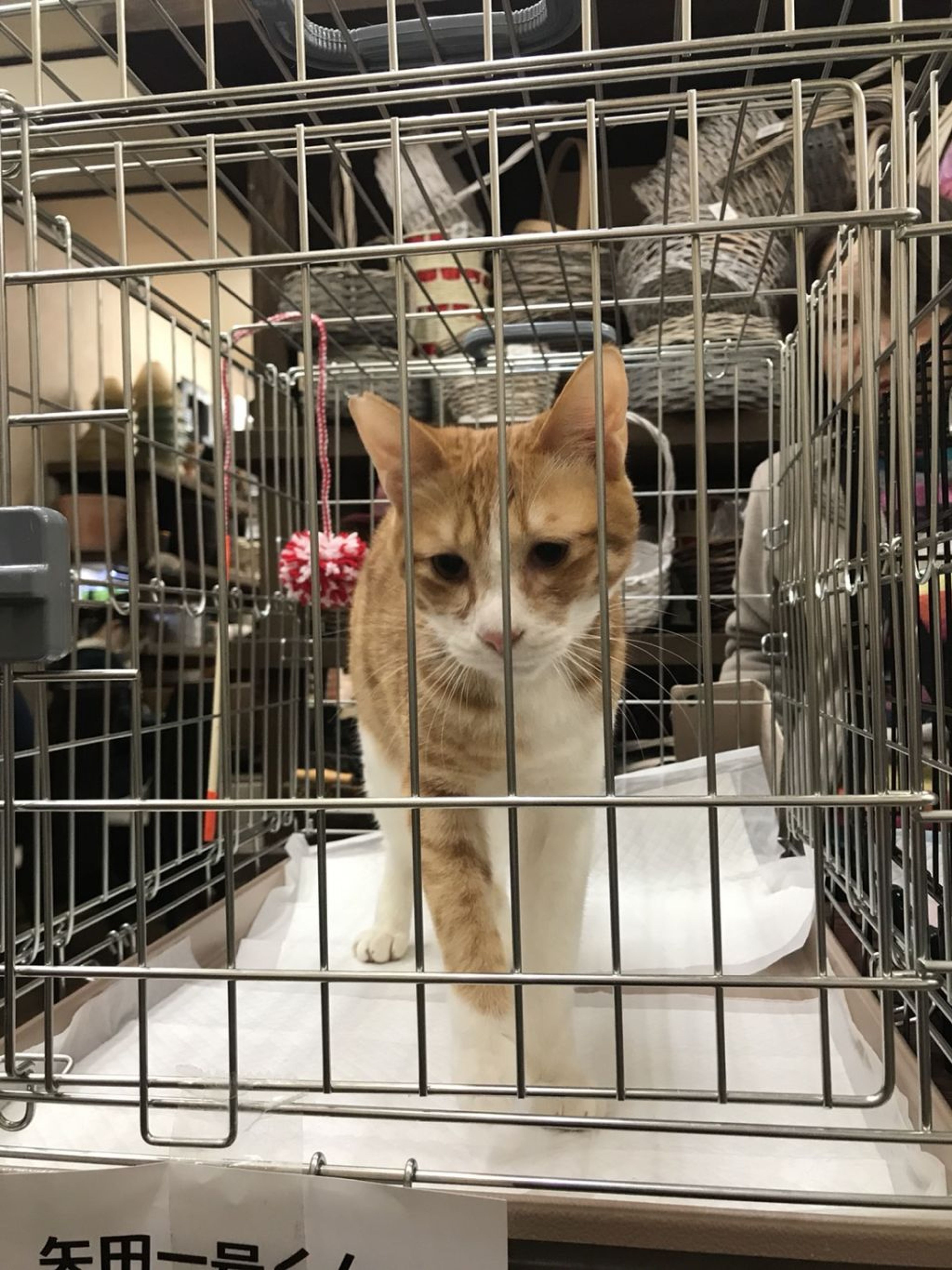 pet-image-2