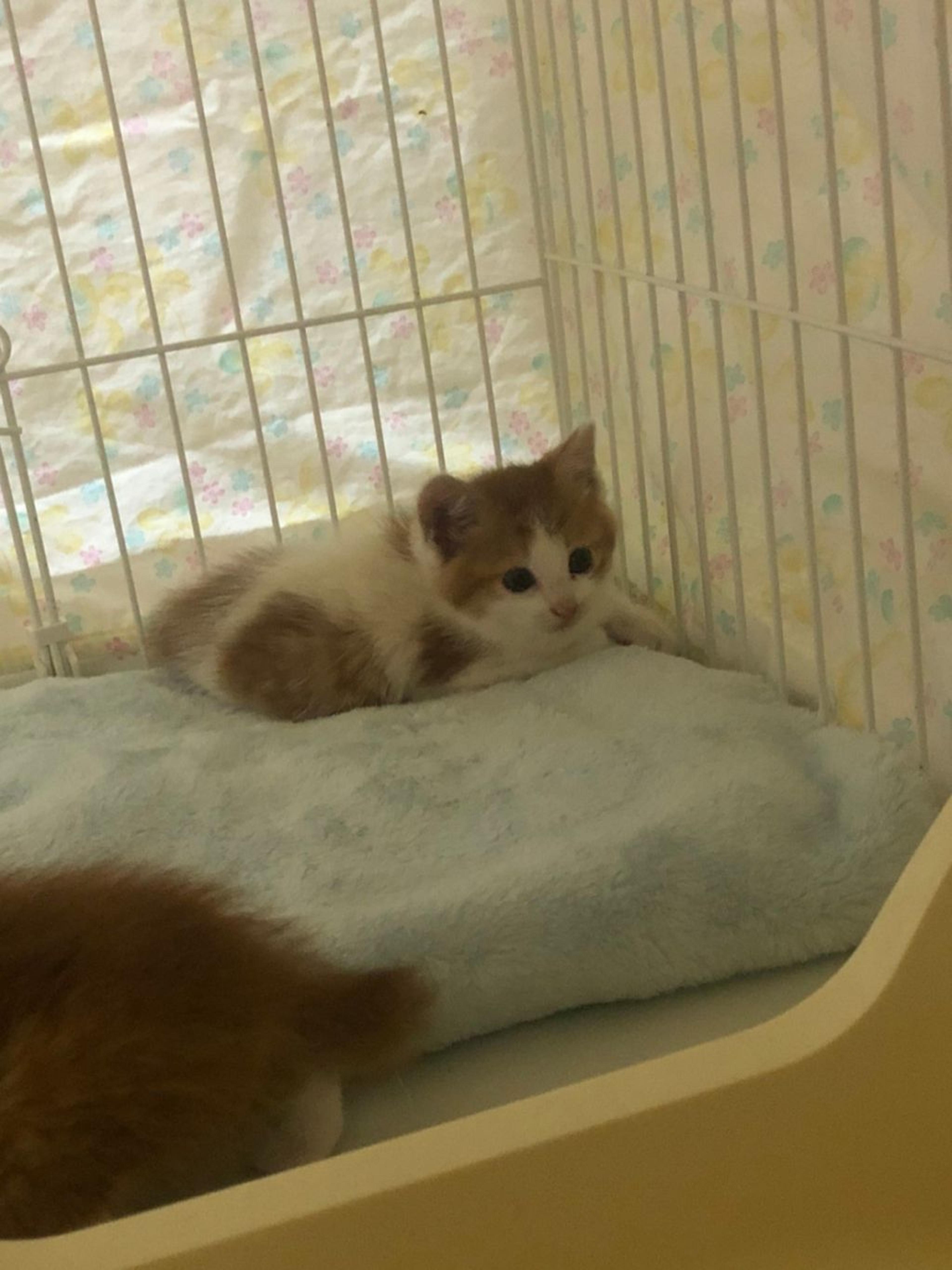 pet-image-5