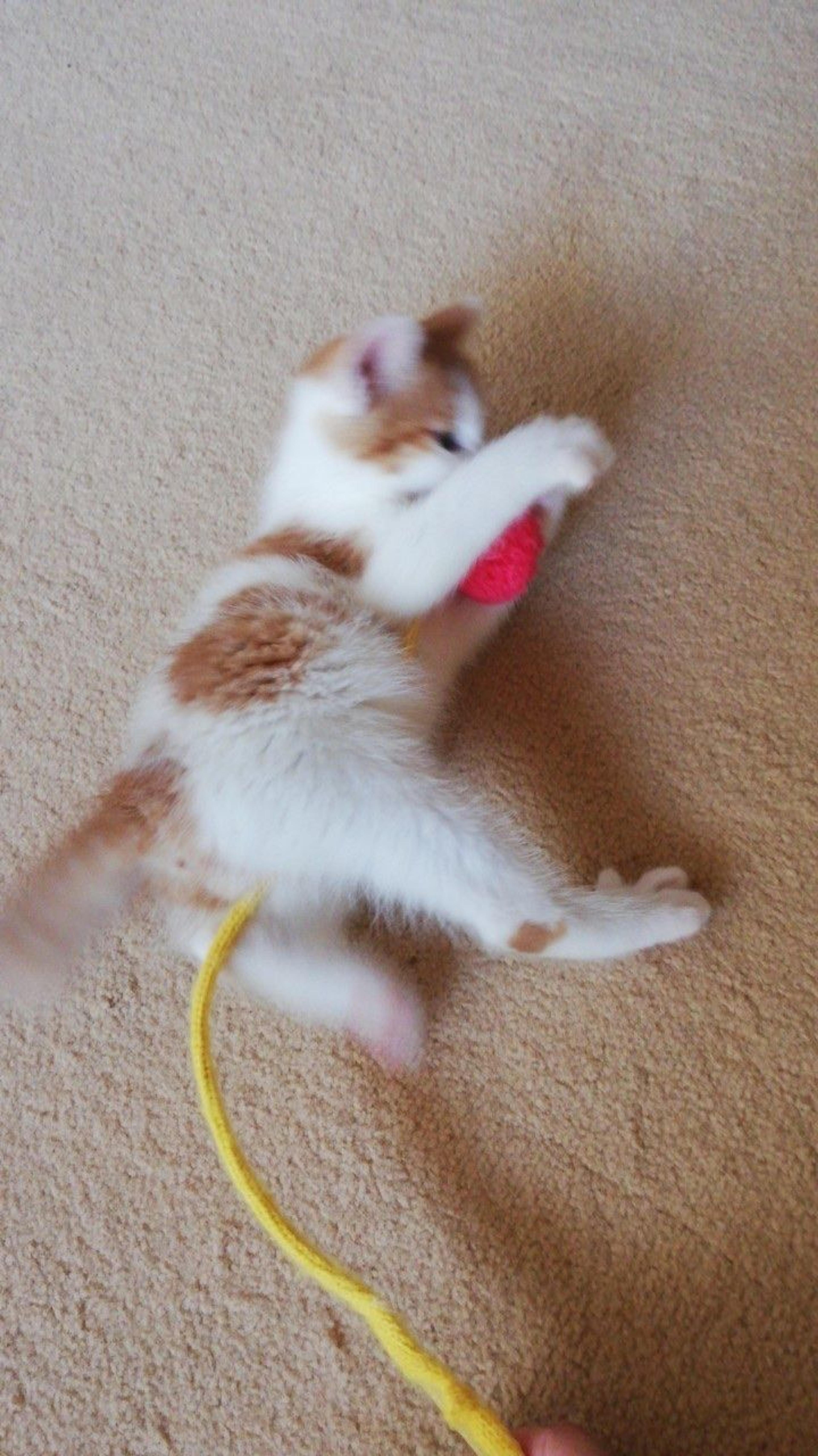 pet-image-6
