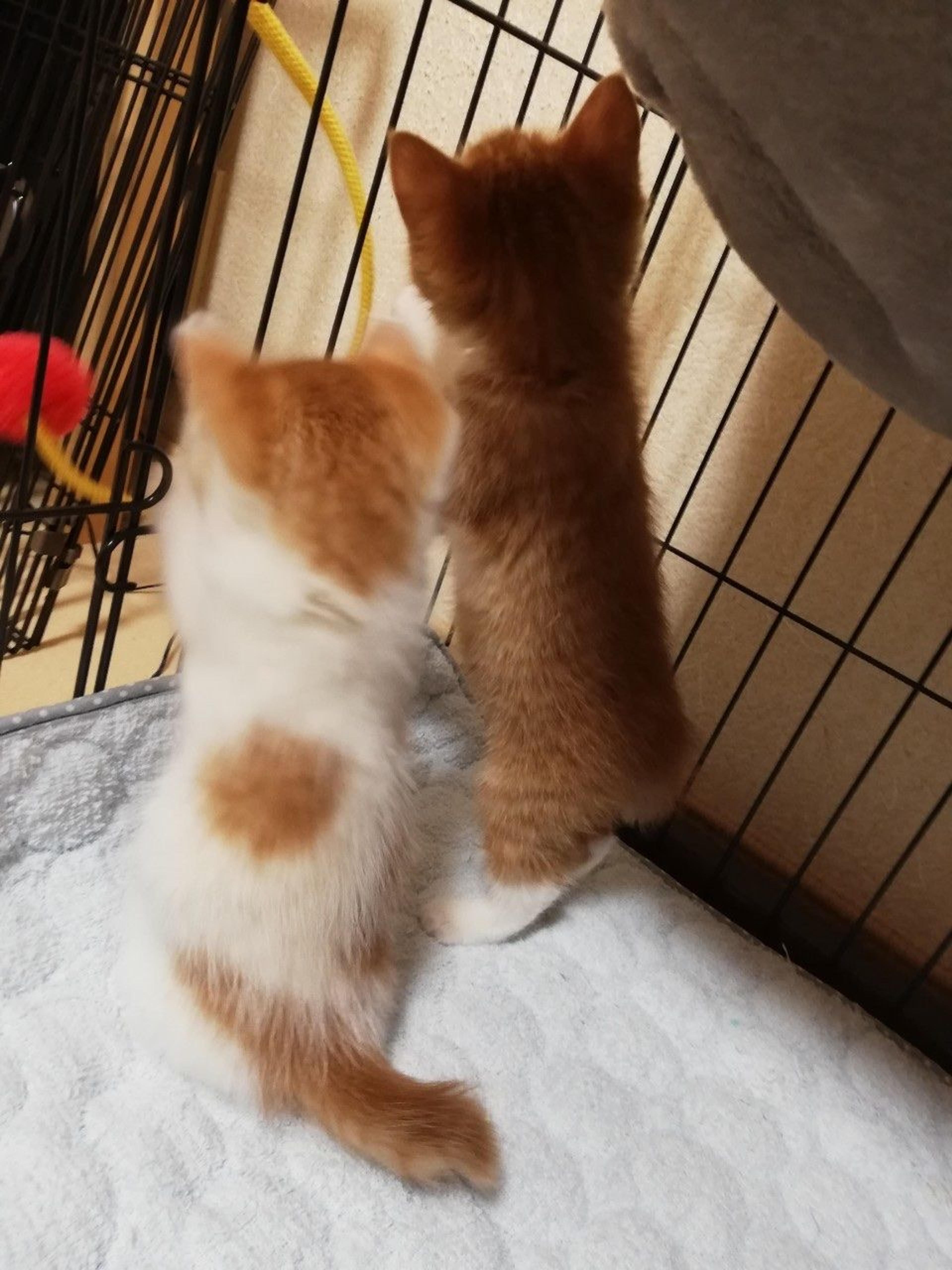 pet-image-8