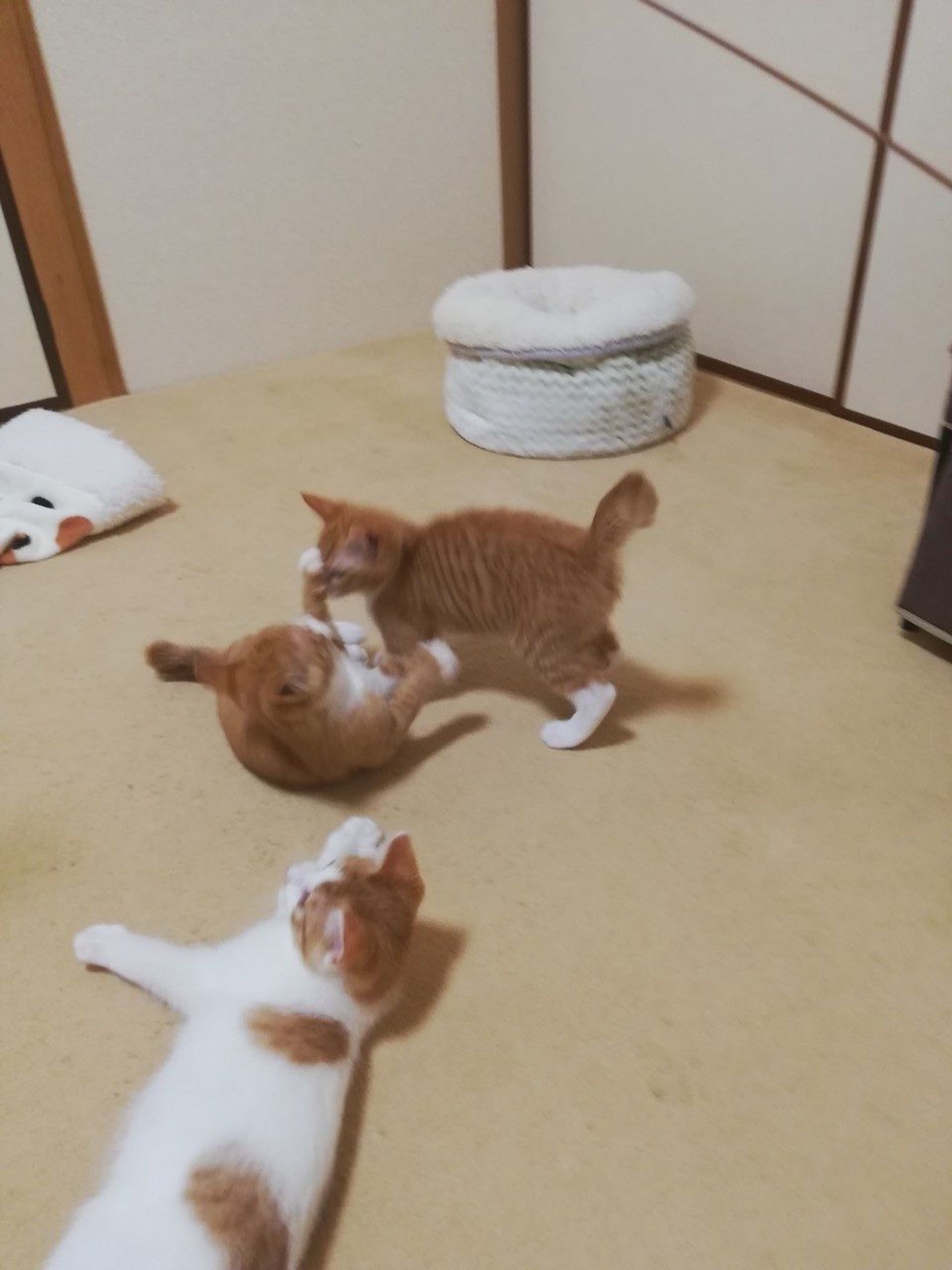 雑種（ミックス猫）・オスの里親募集の写真