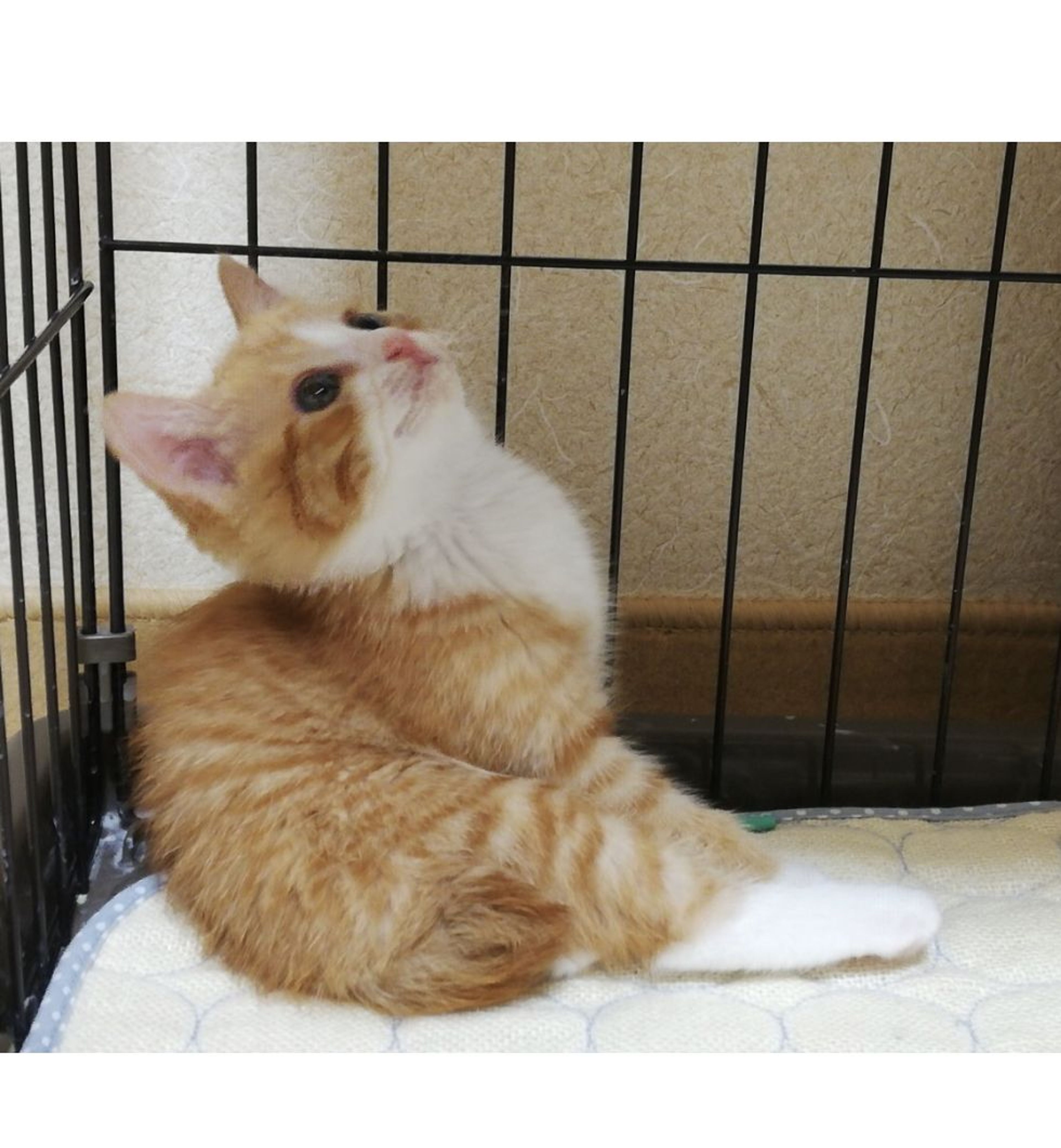 雑種（ミックス猫）・メスの里親募集の写真