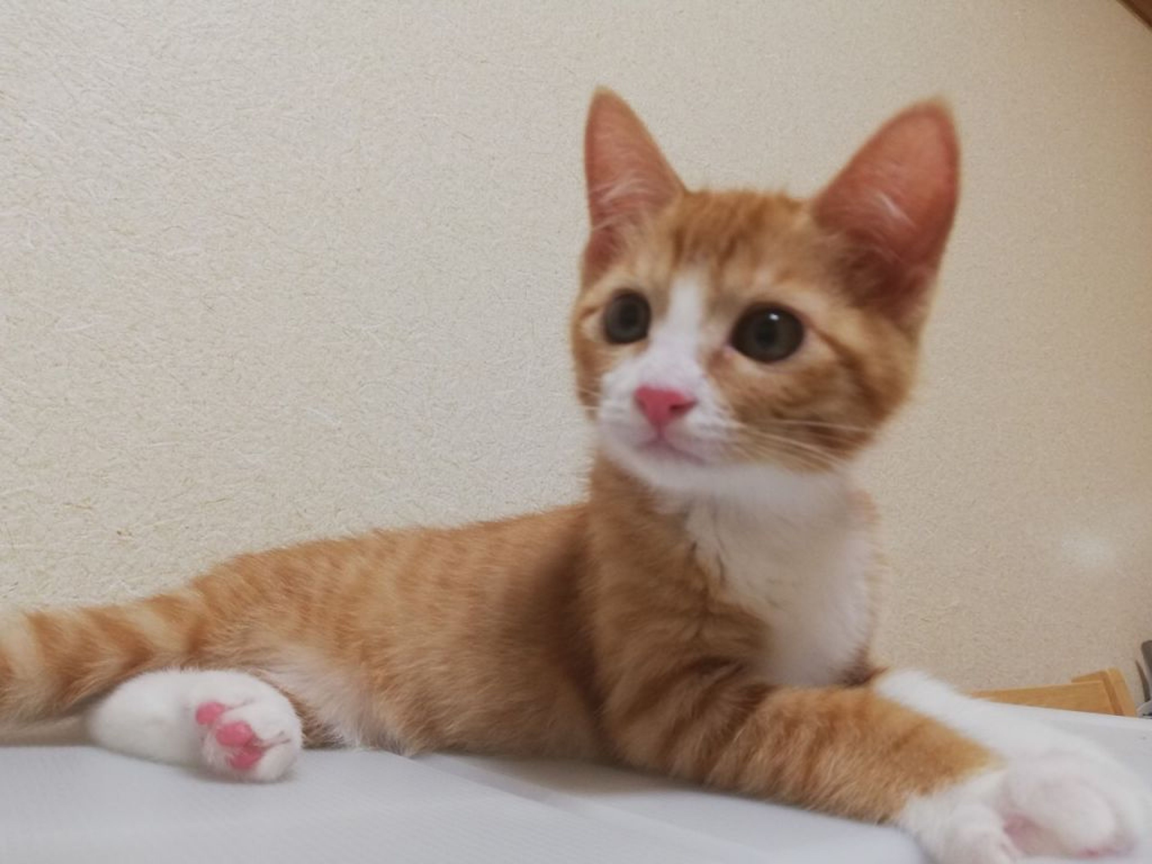 pet-image-2