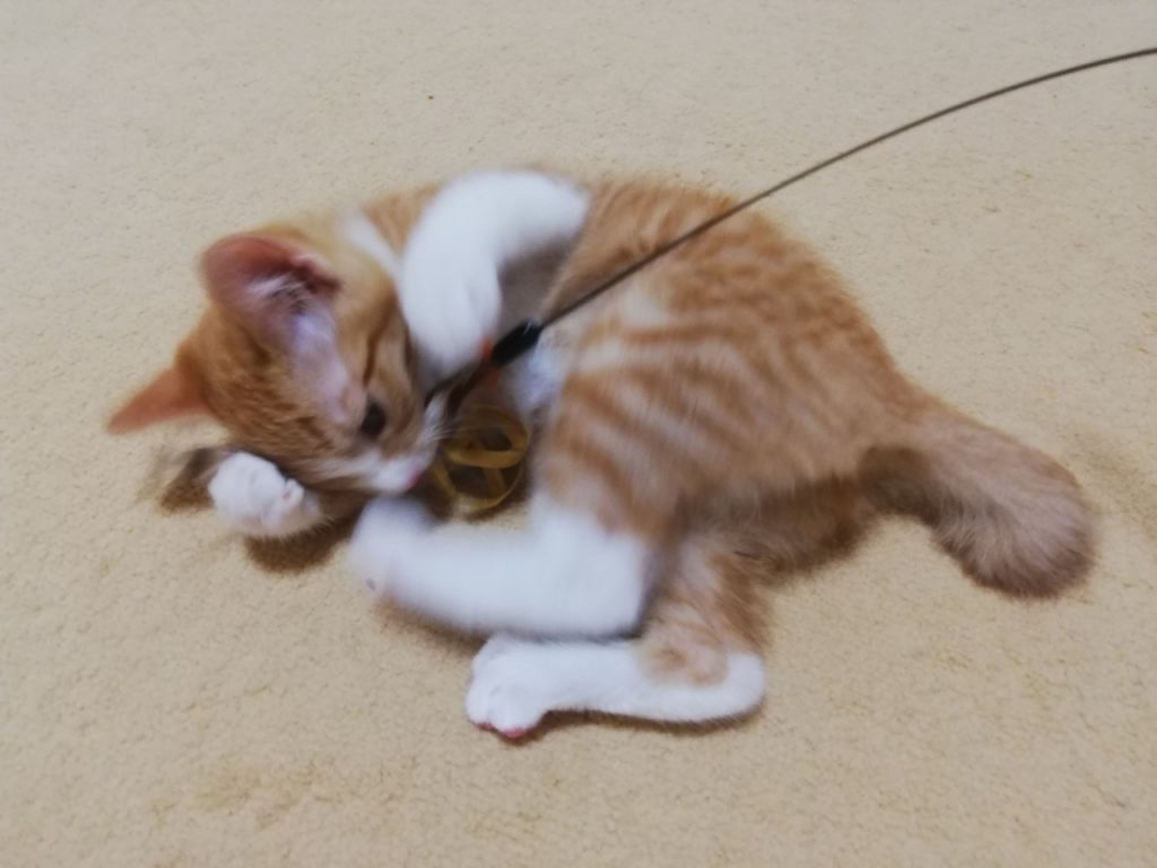 pet-image-4