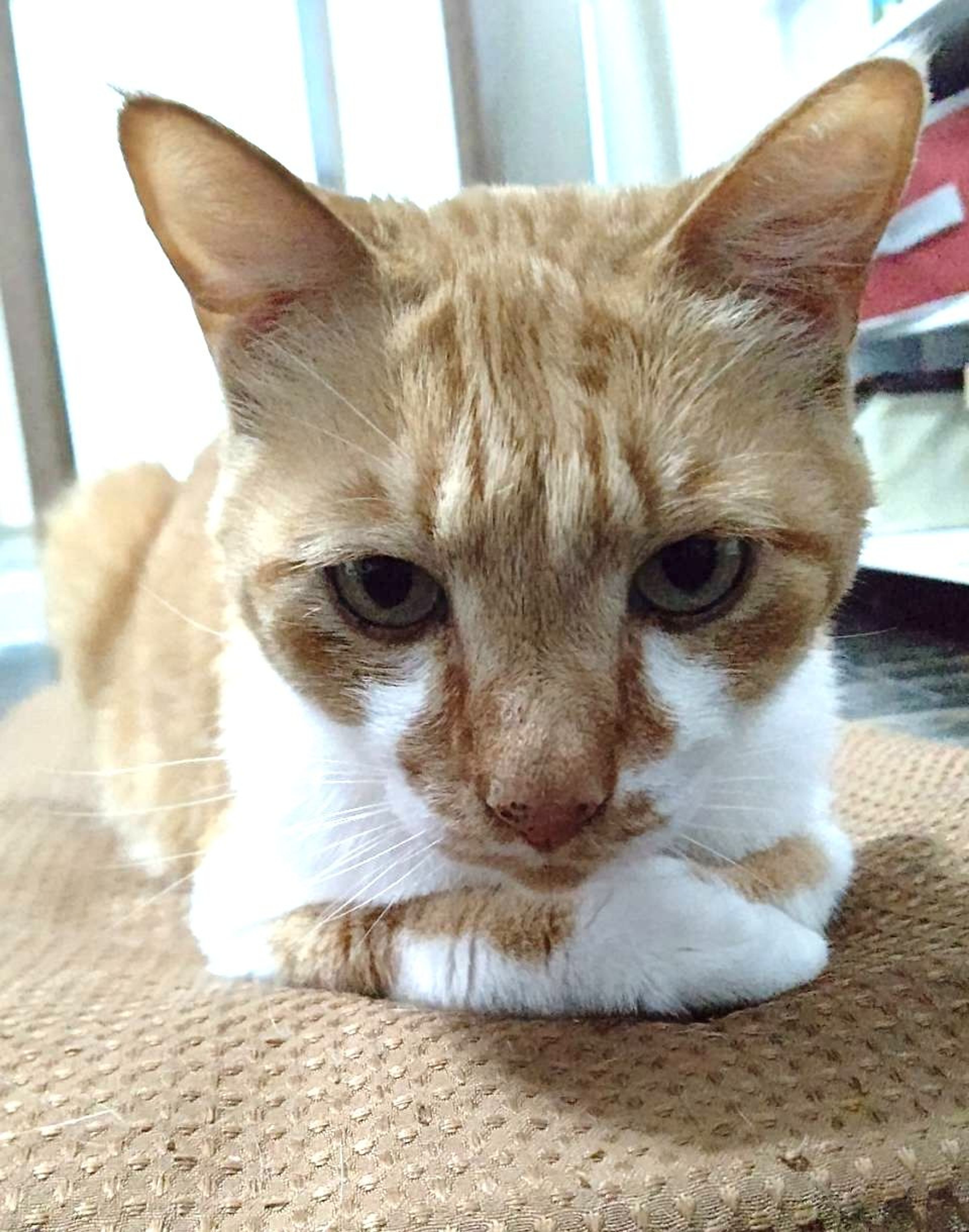 pet-image-2