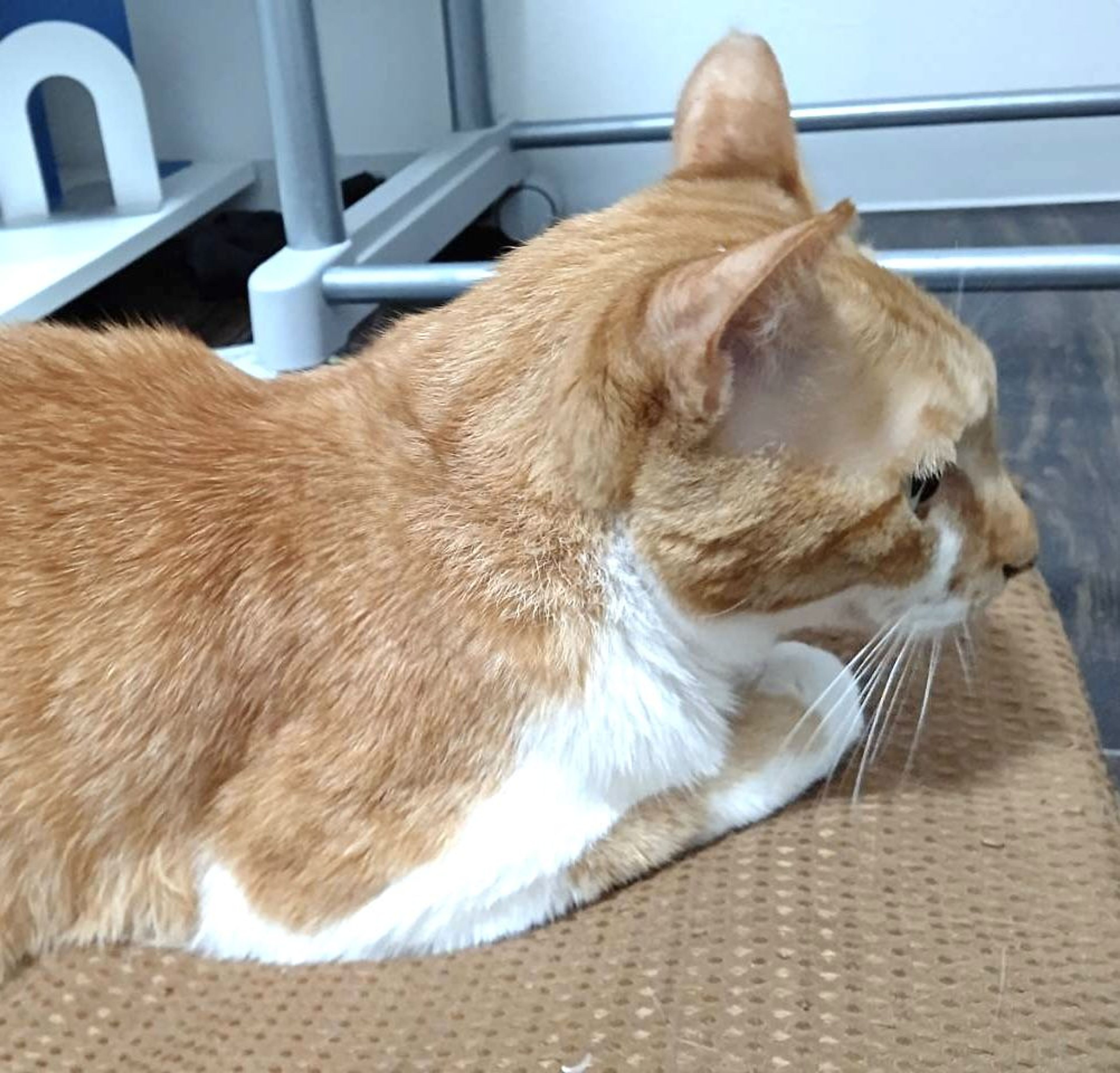 pet-image-3