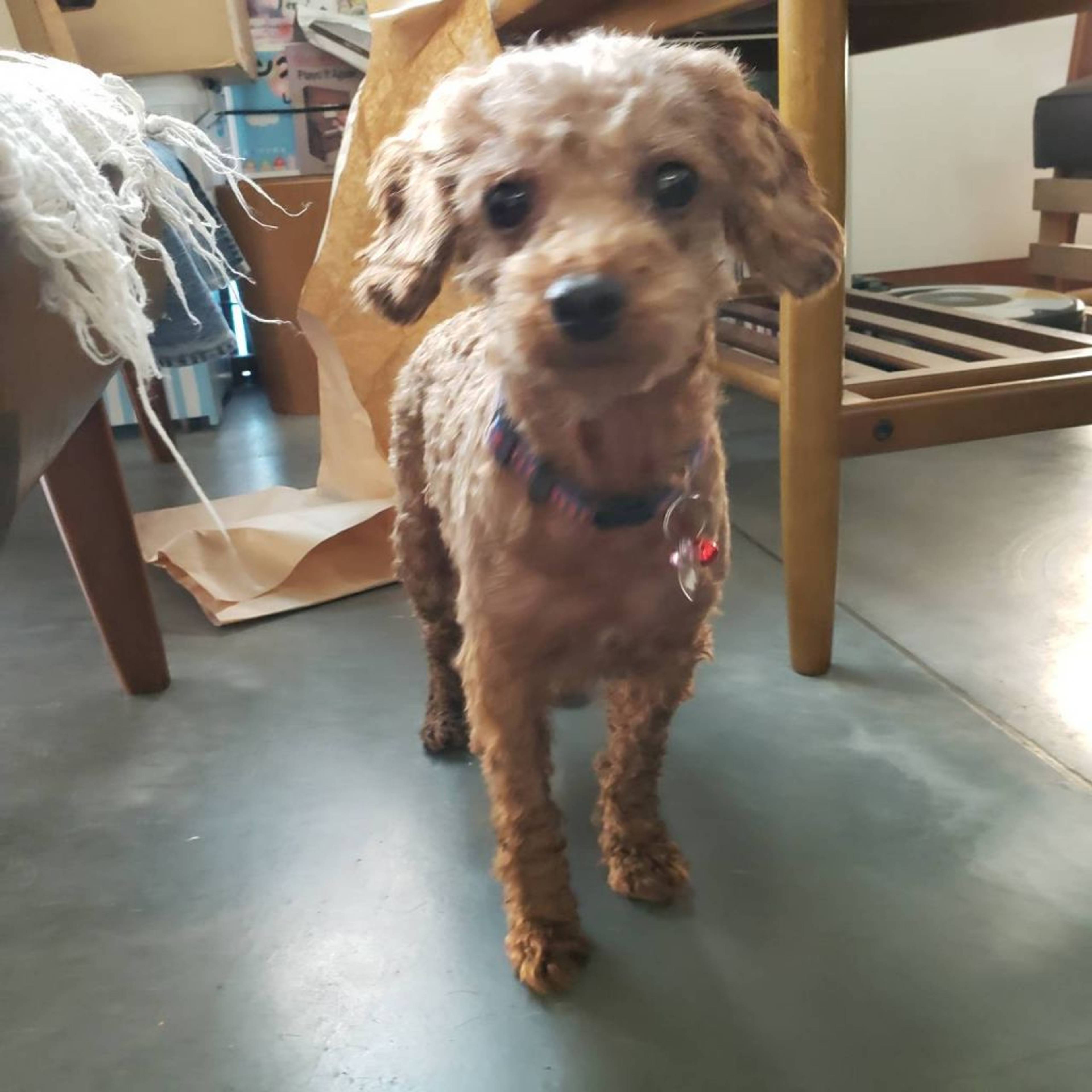 雑種（ミックス犬）・メスの里親募集の写真