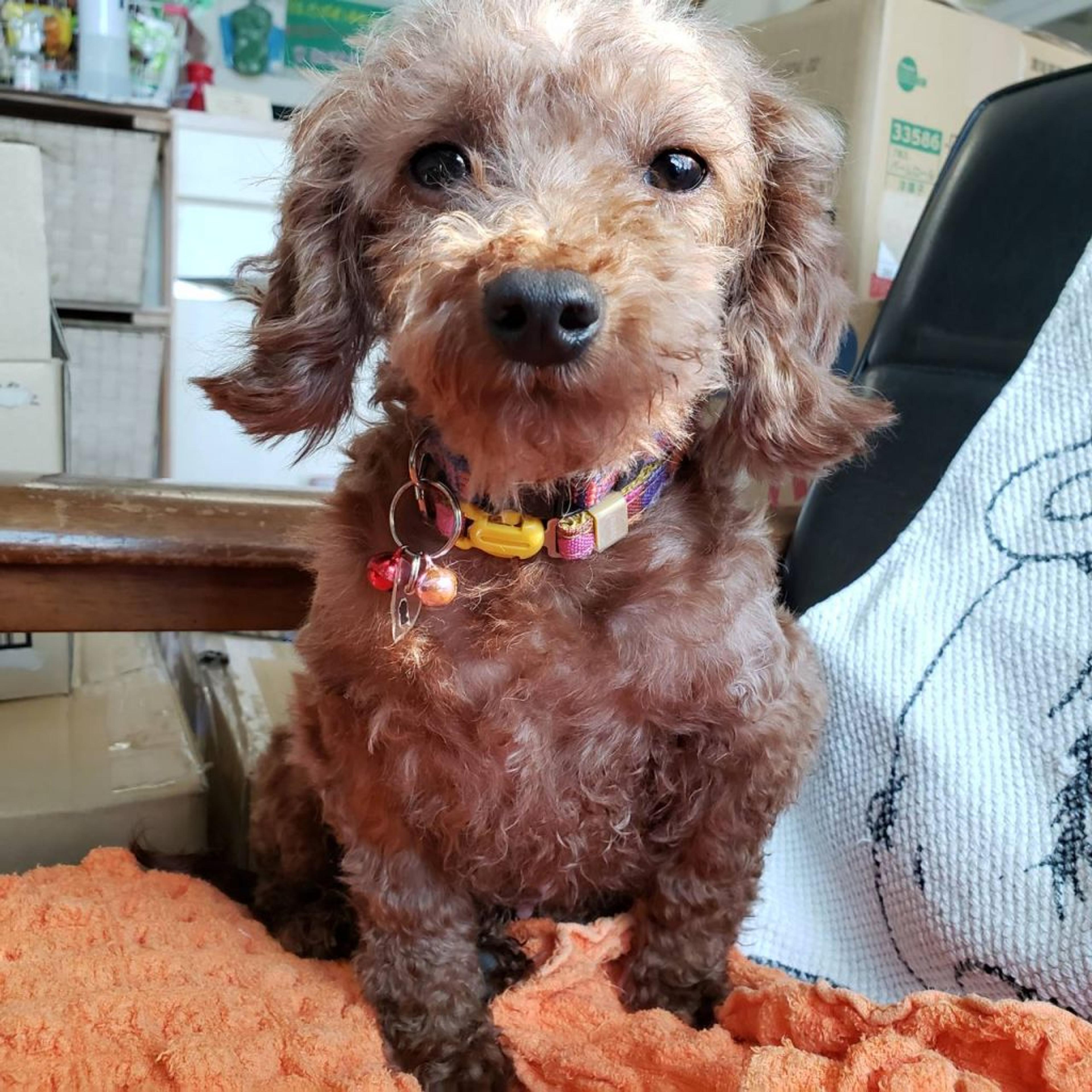 pet-image-3