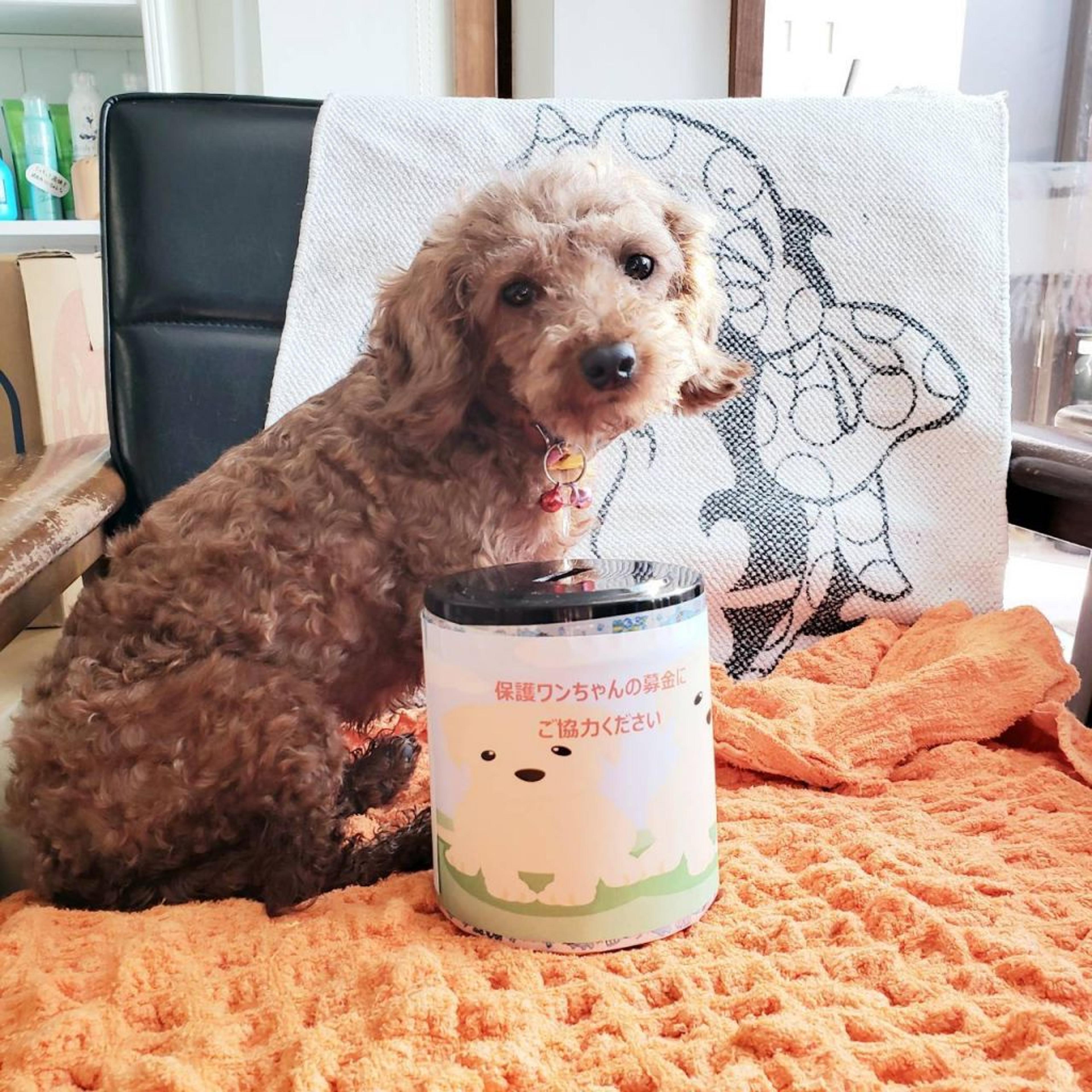 pet-image-4
