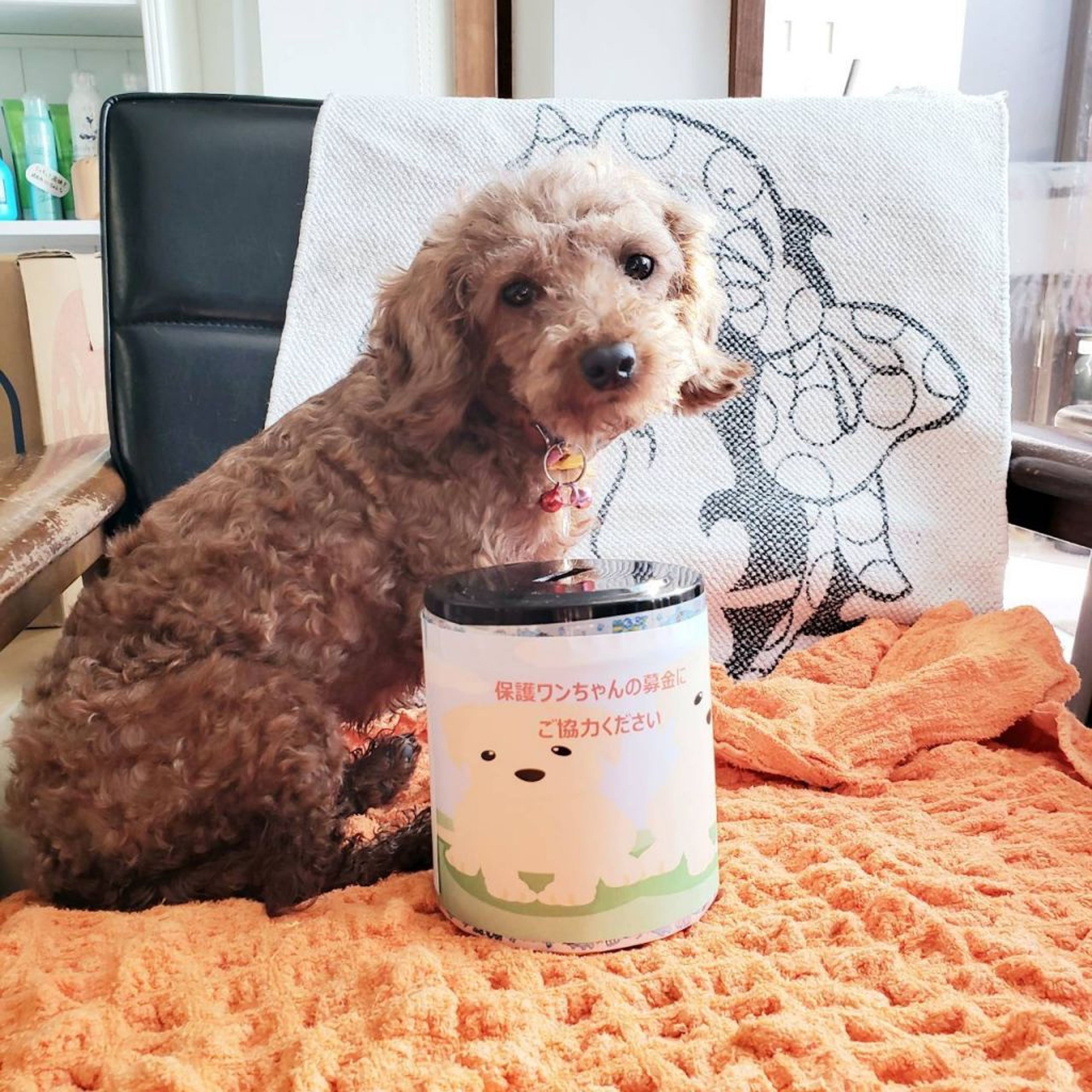 pet-image-4