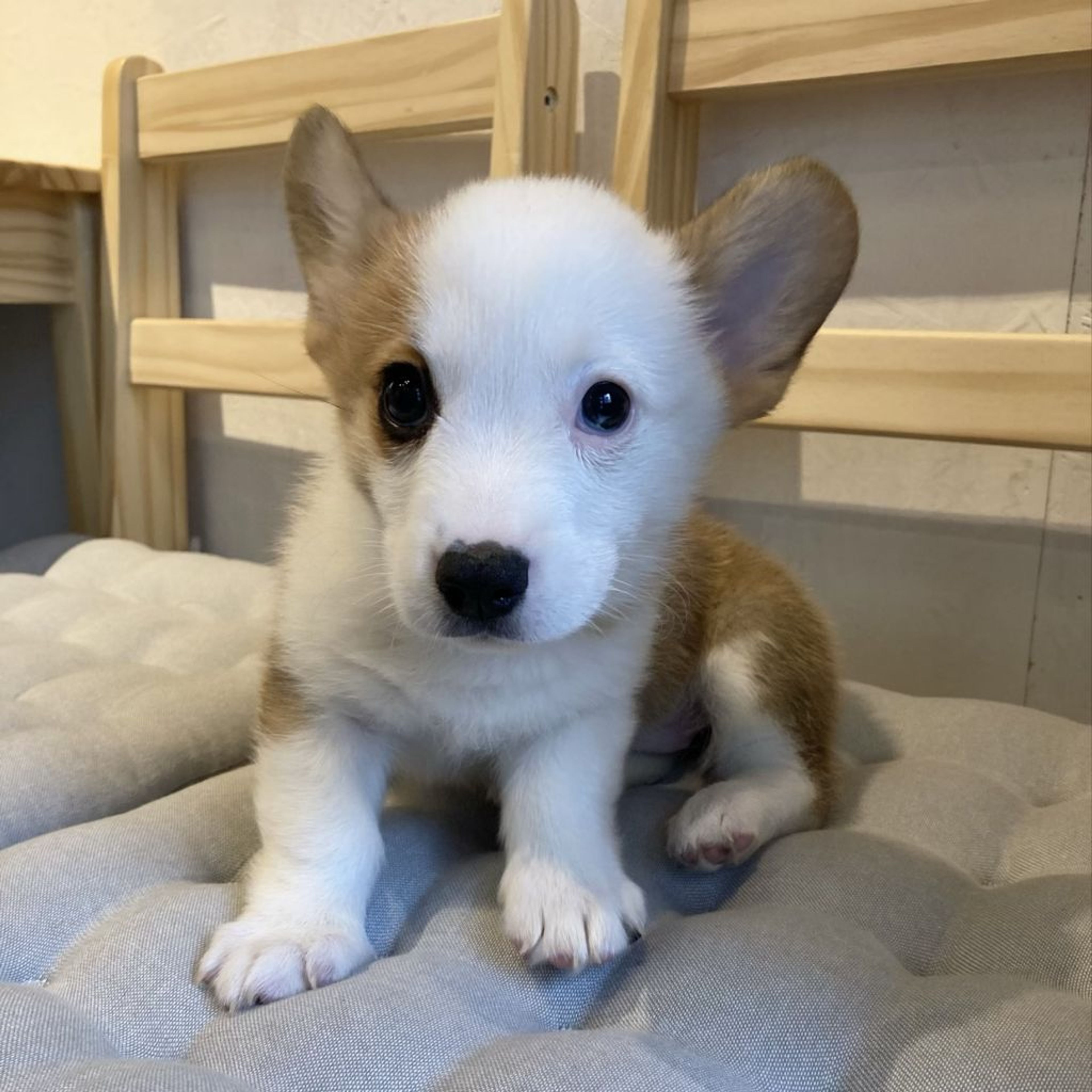 pet-image-2