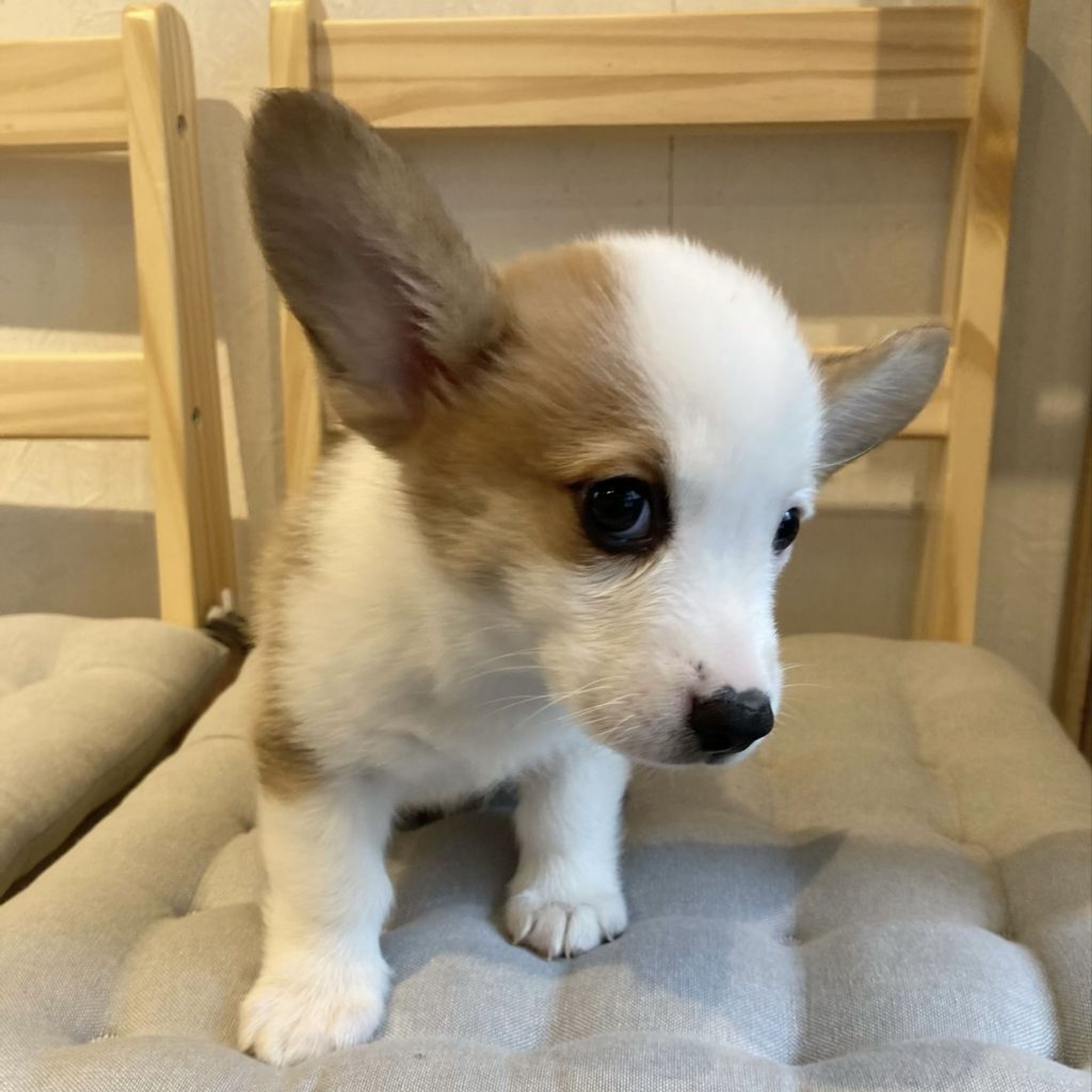 pet-image-3