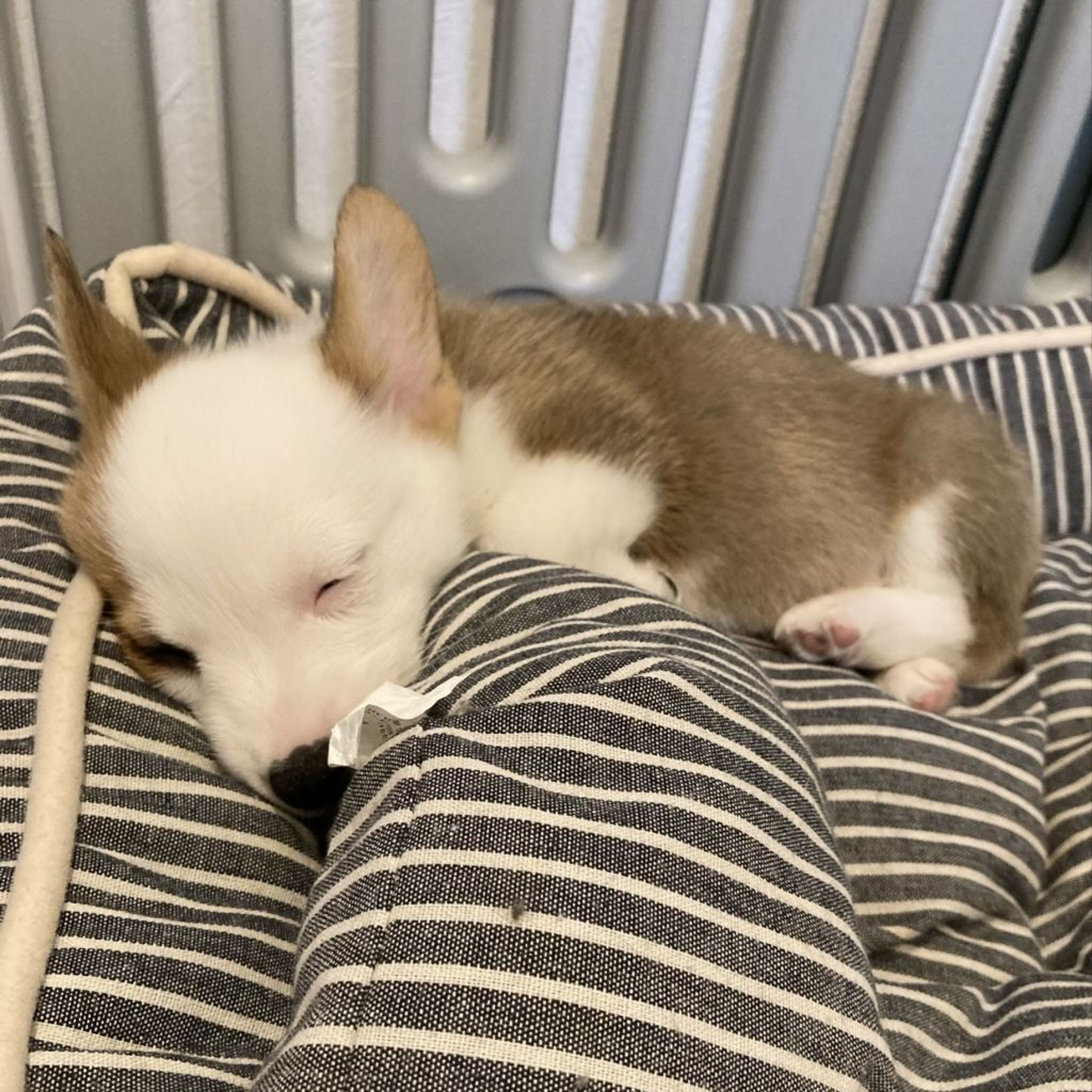 pet-image-4