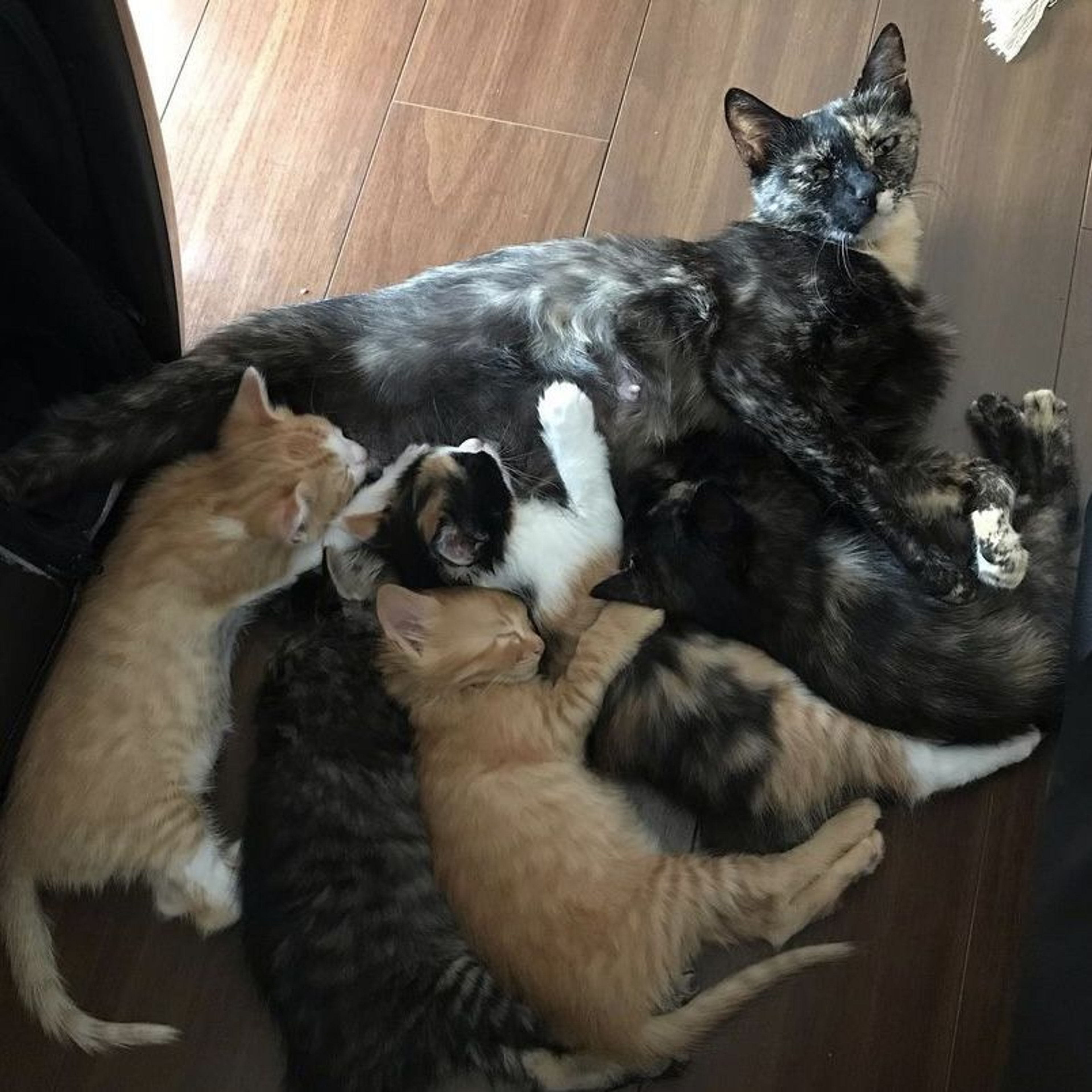 雑種（ミックス猫）・メスの里親募集の写真