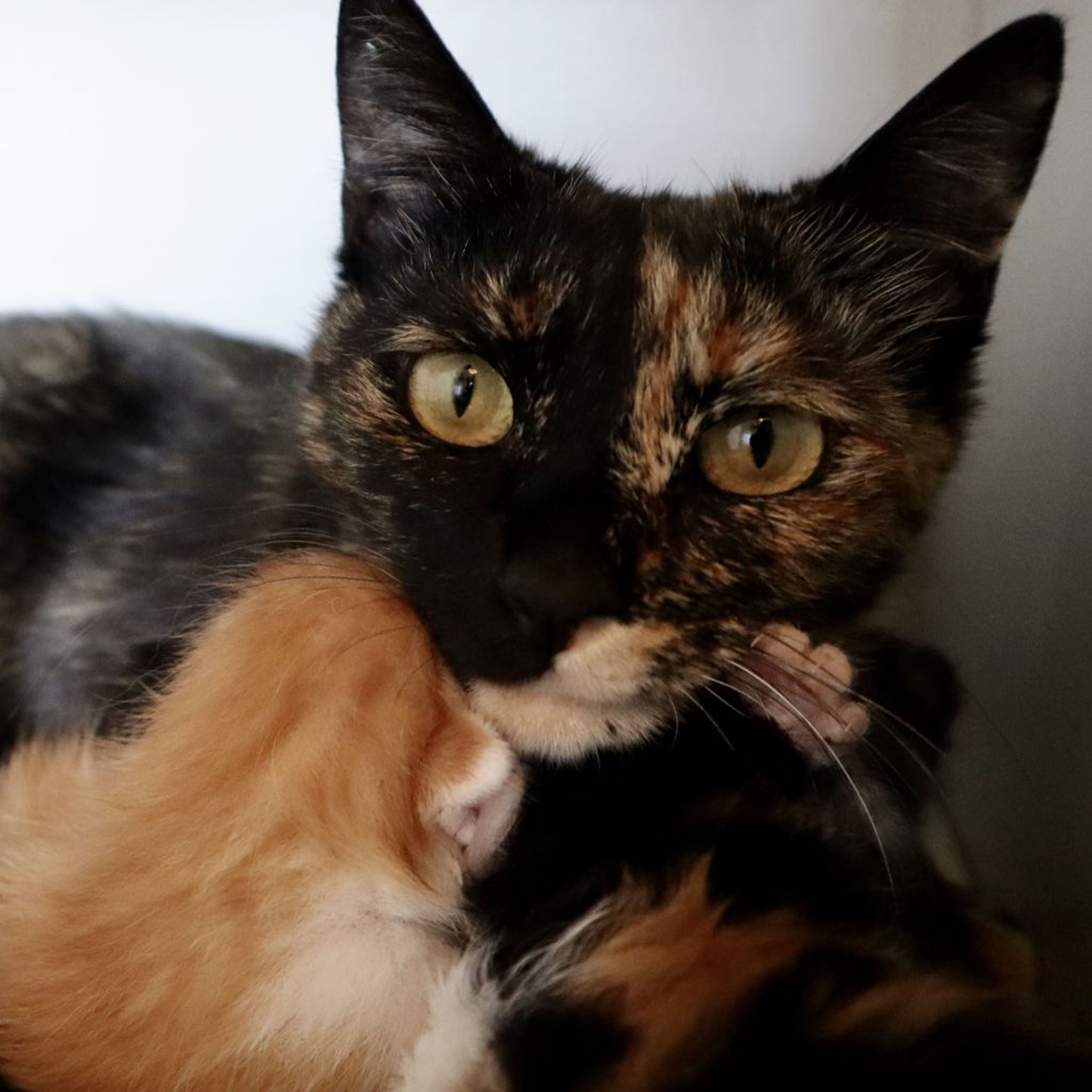 pet-image-9