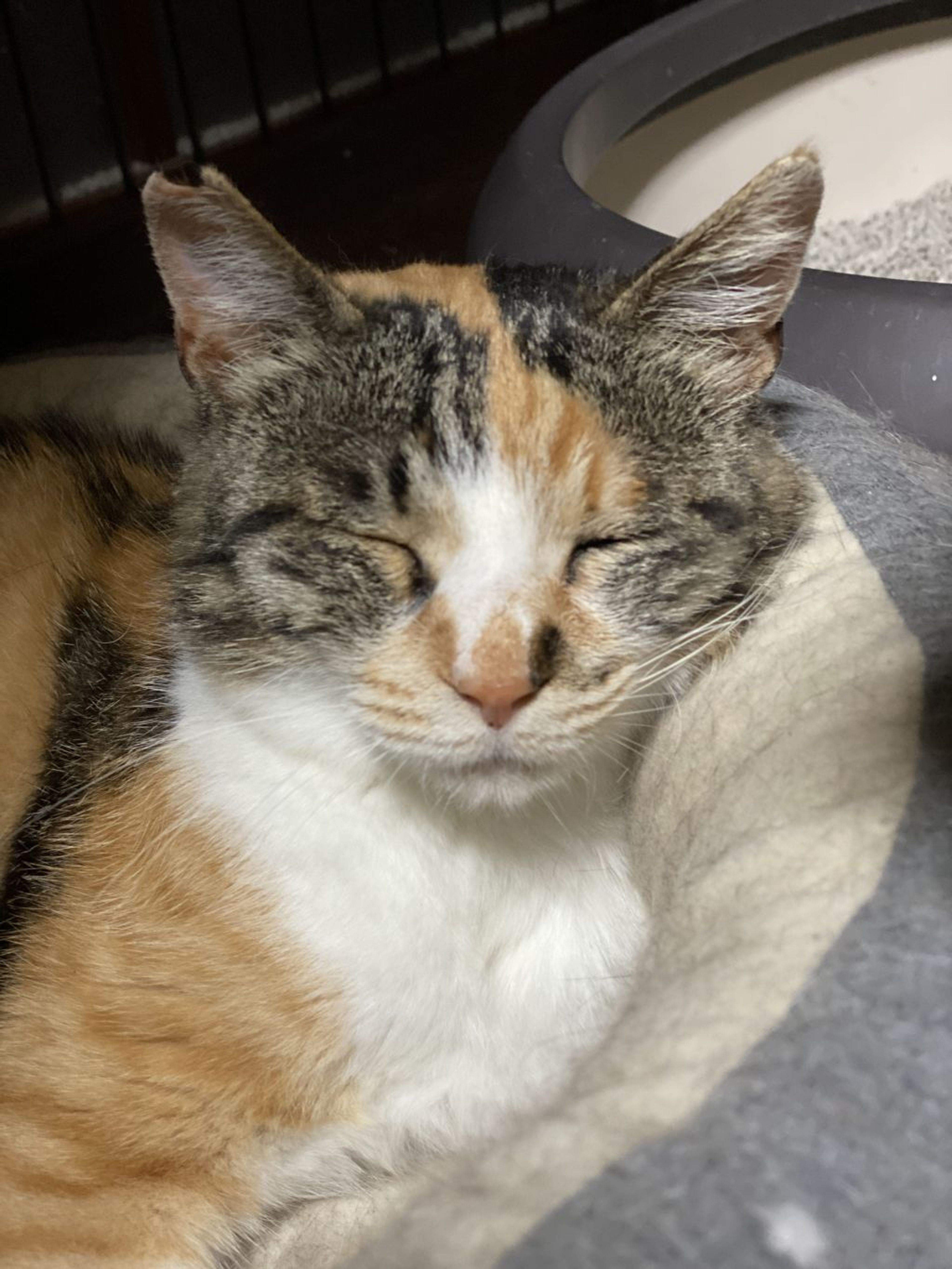 雑種（ミックス猫）・メスの里親募集の写真