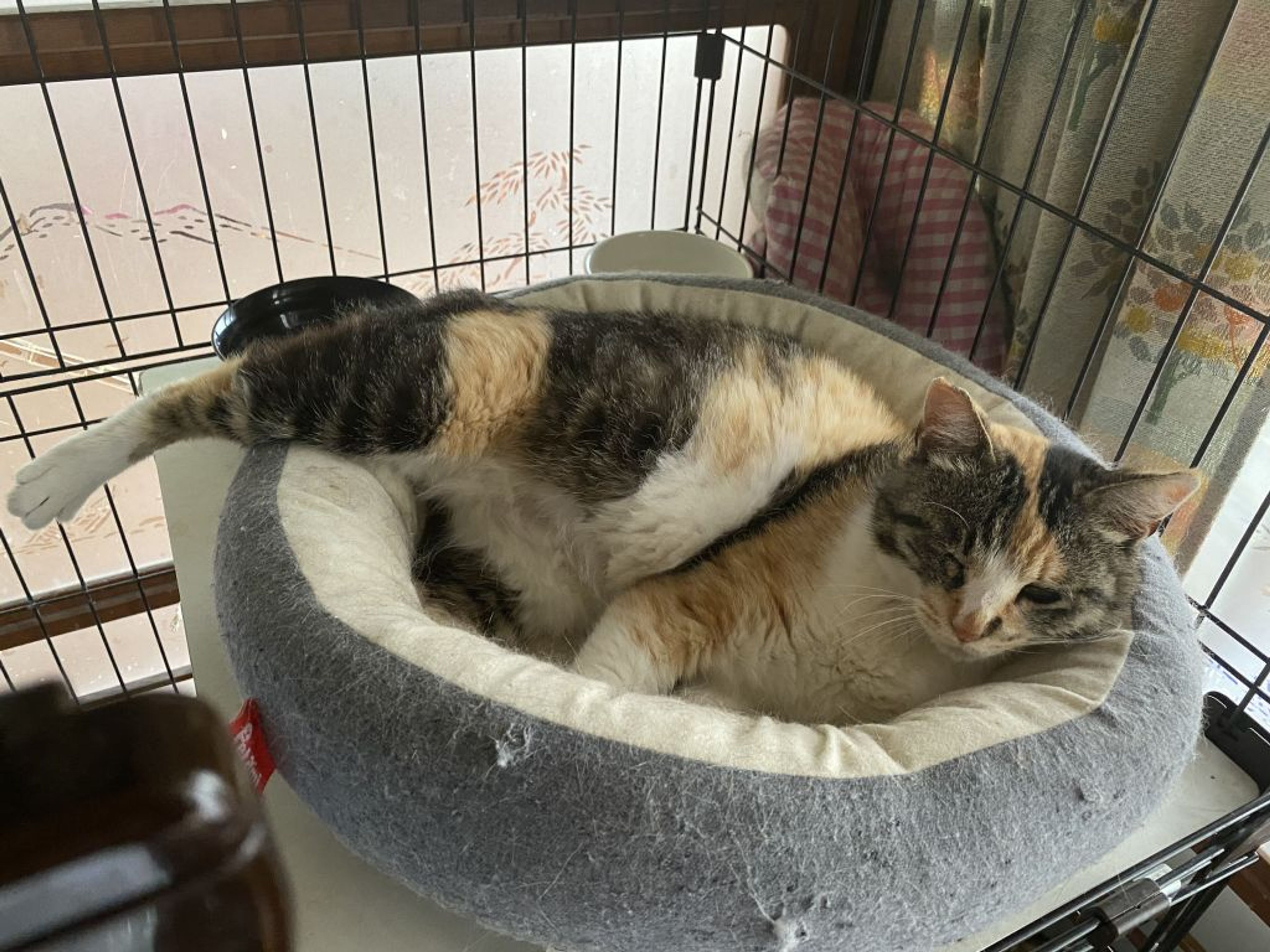 pet-image-3