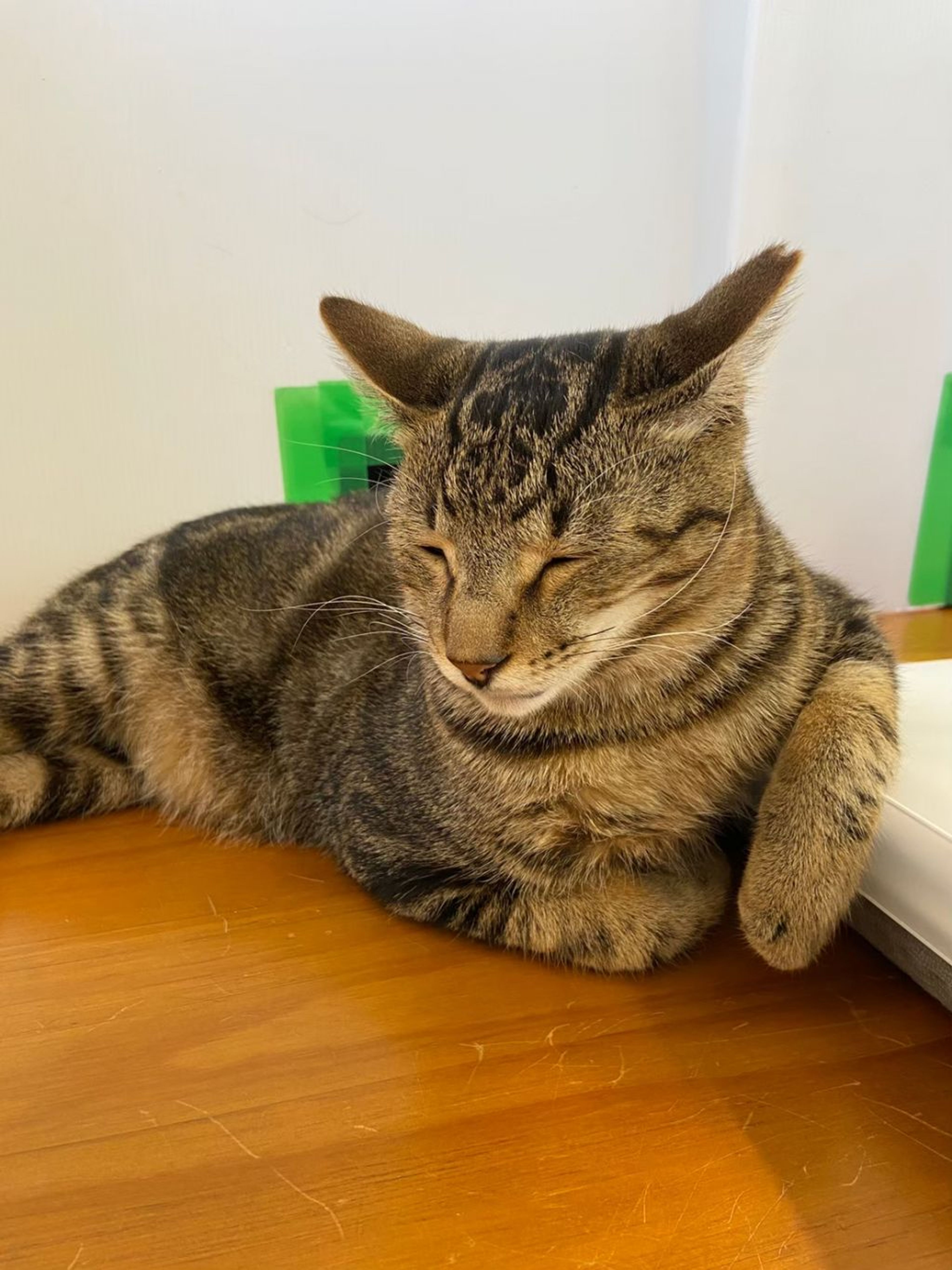 pet-image-2