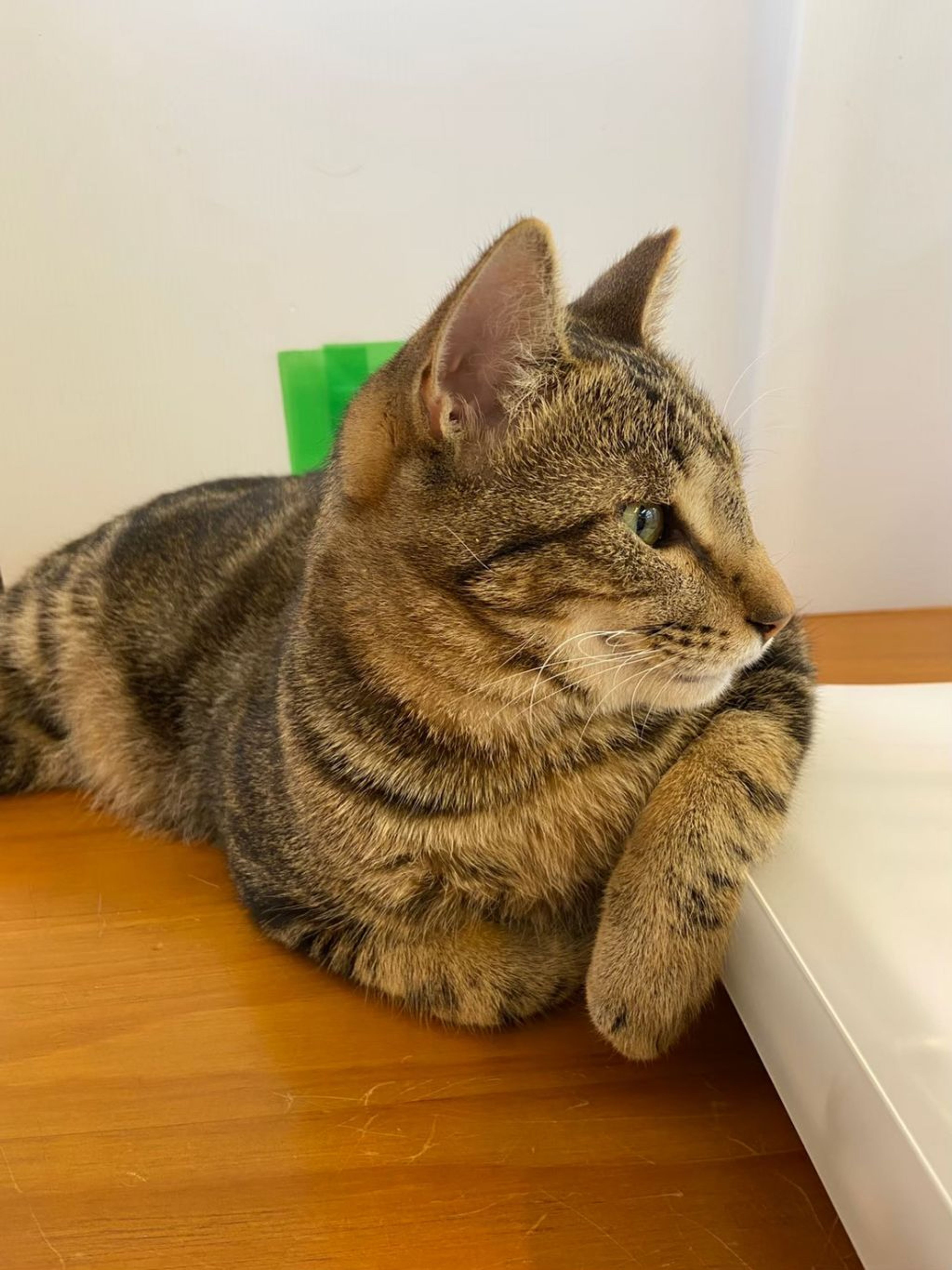 pet-image-3