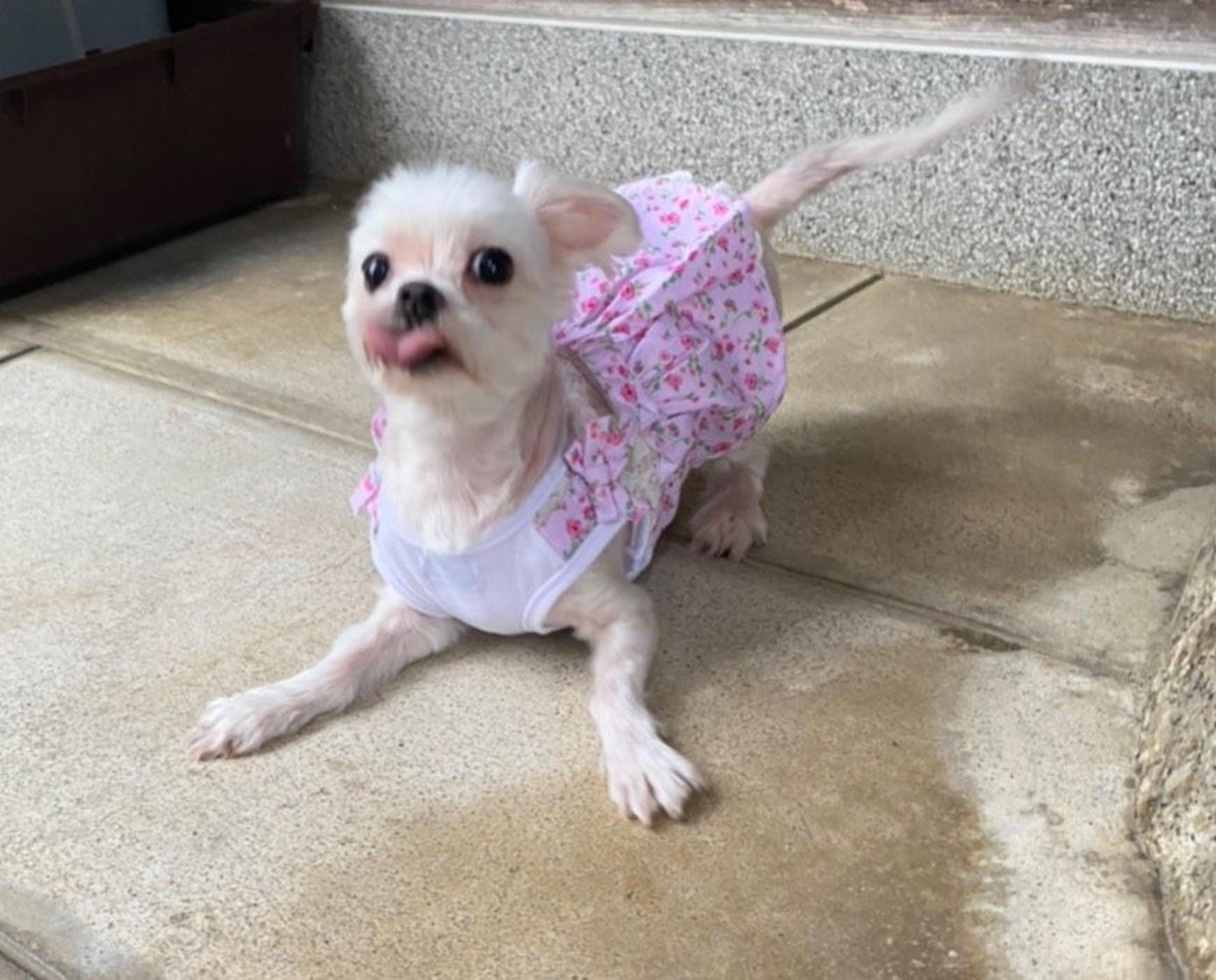 pet-image-2