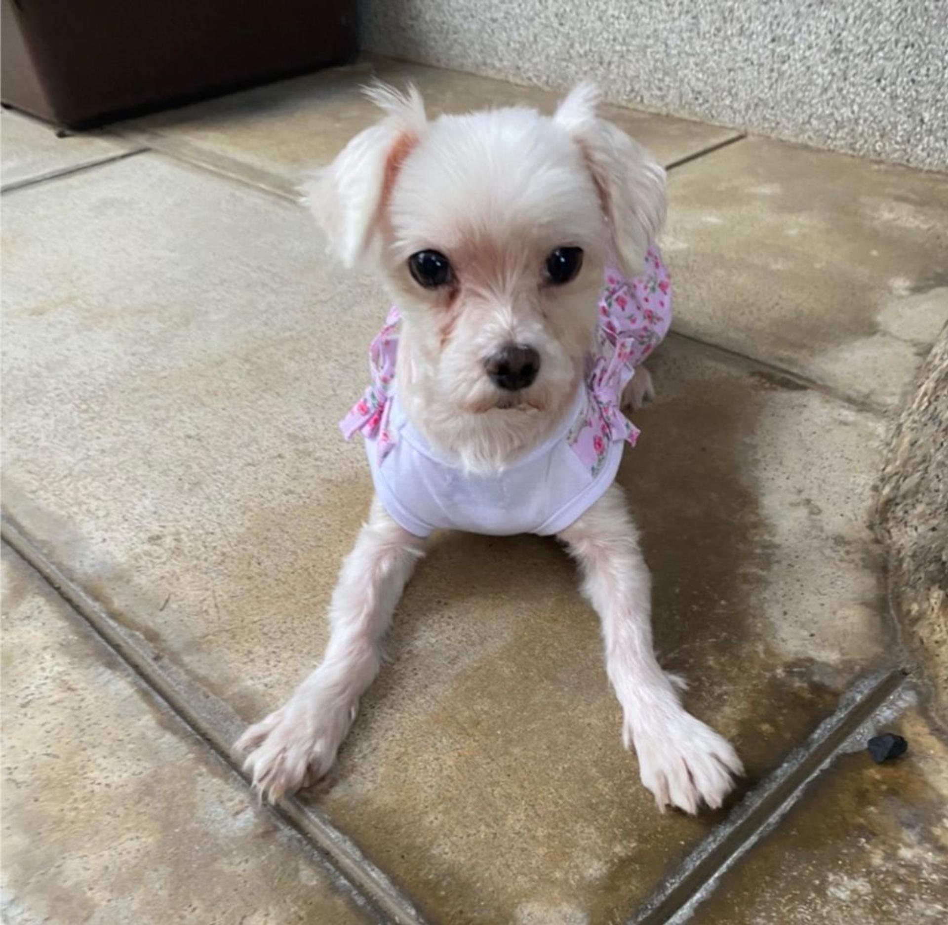 pet-image-3