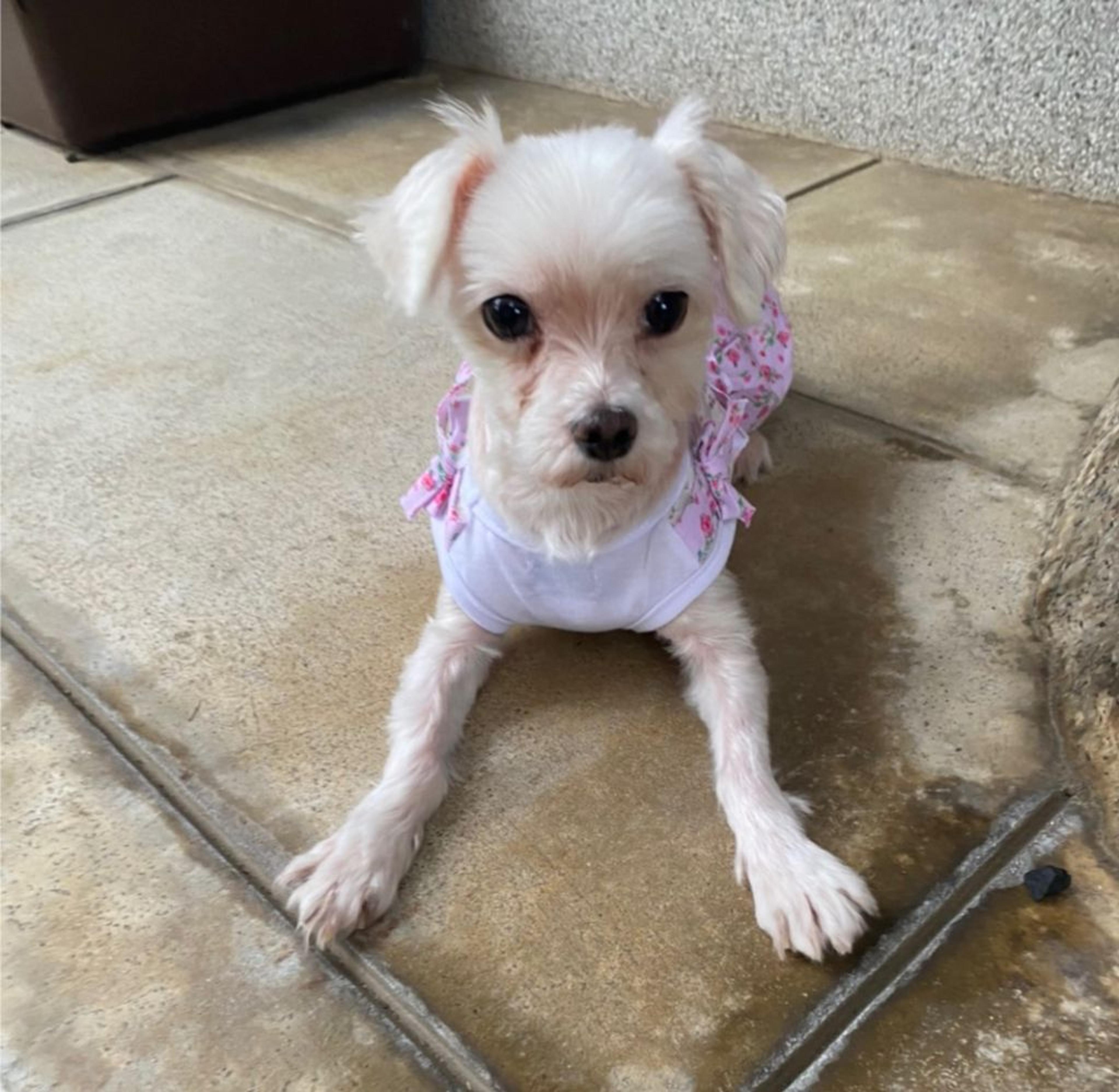 pet-image-3