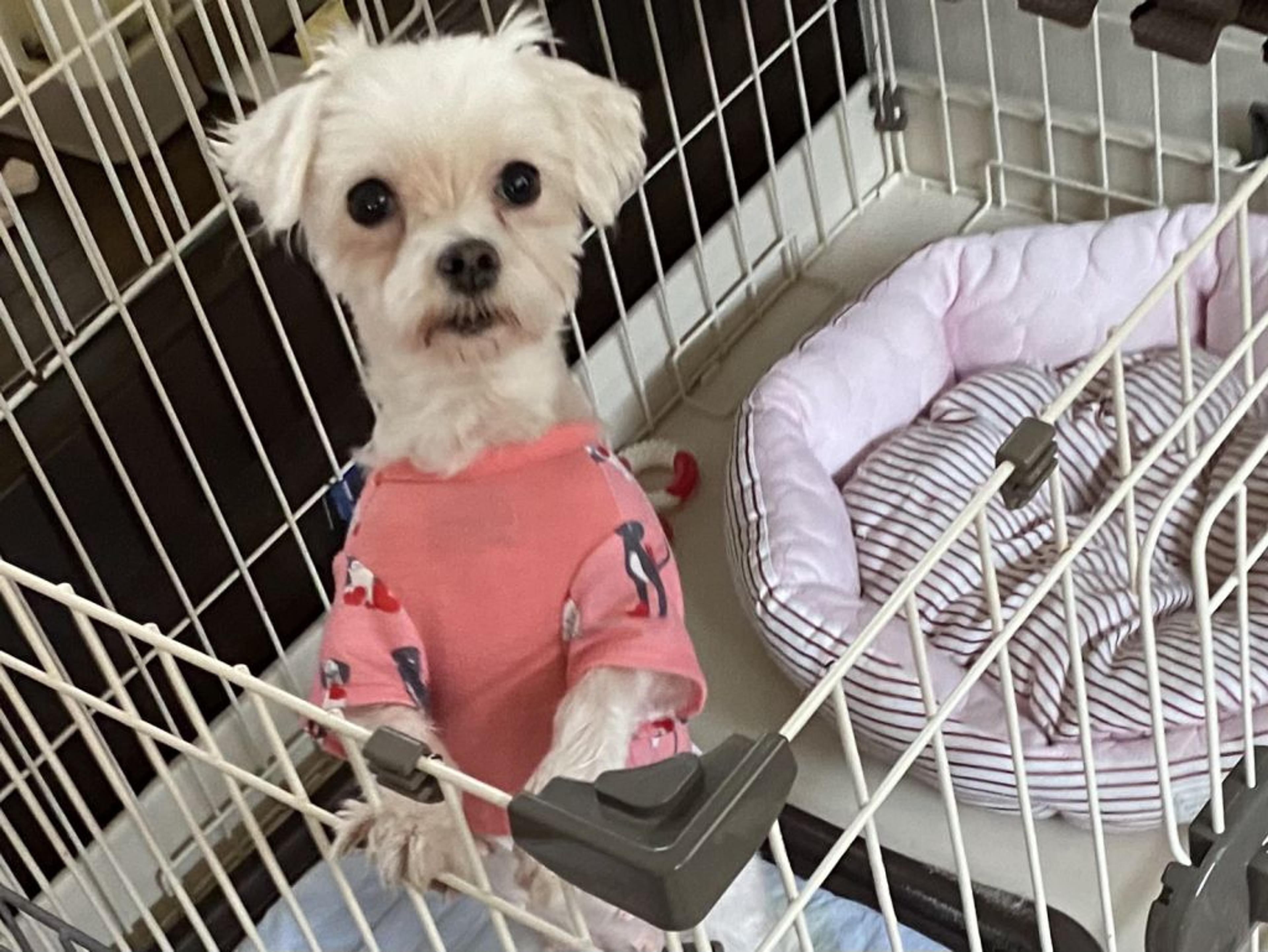 pet-image-4