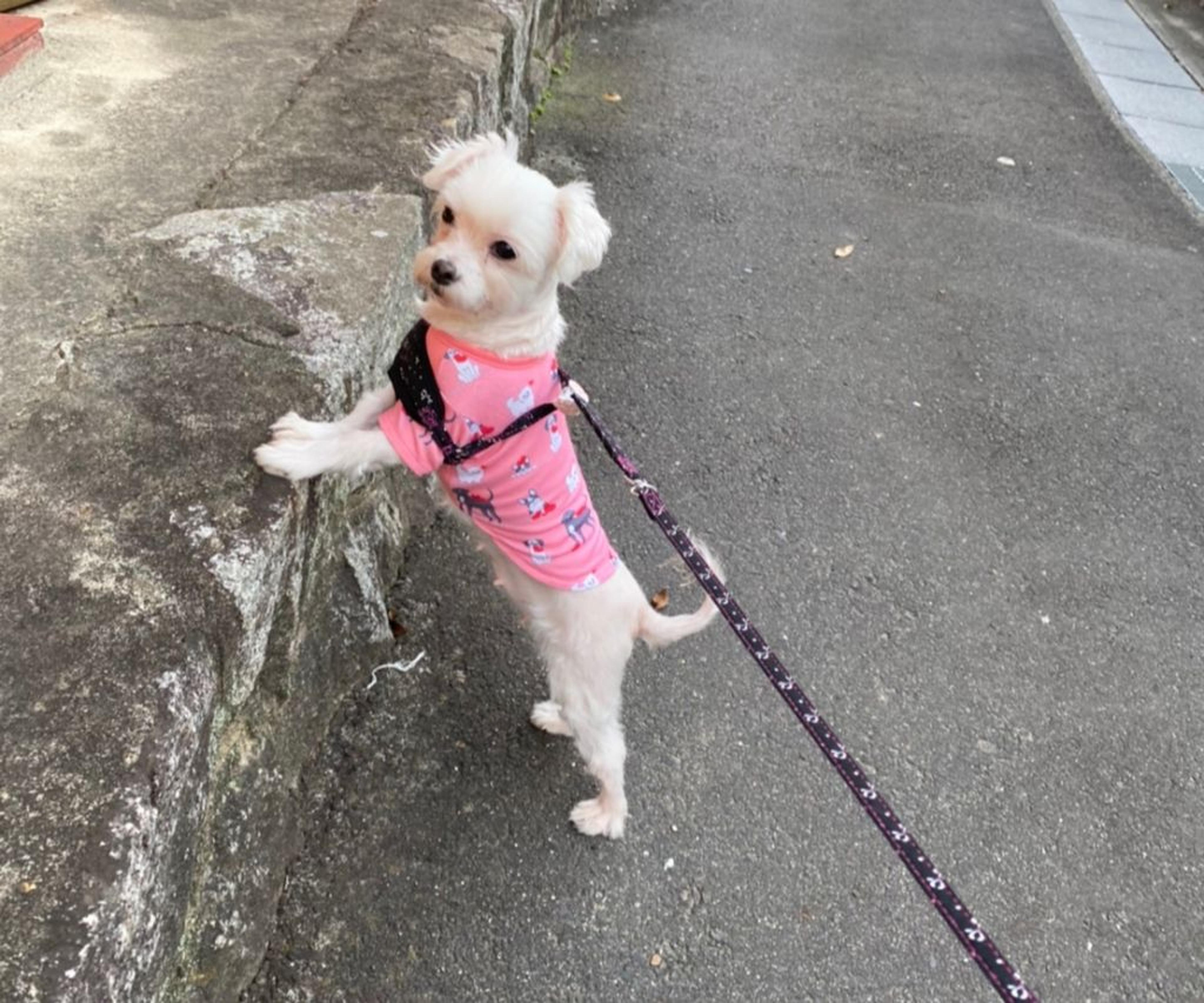 pet-image-5